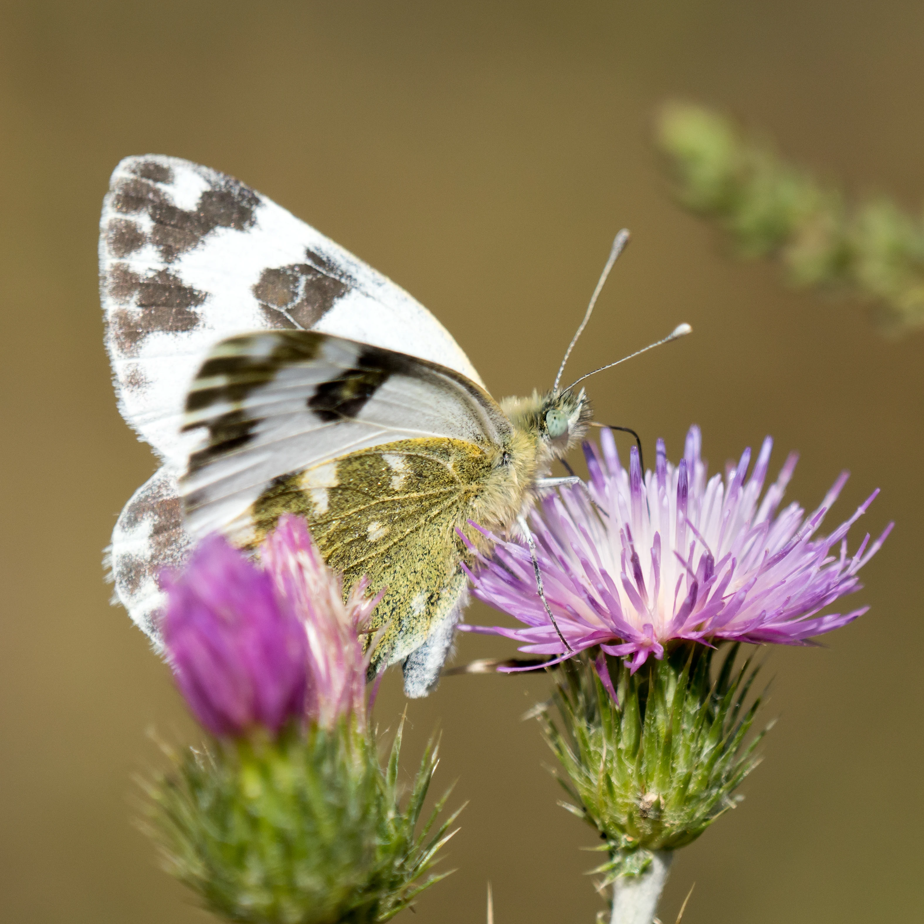 Marbled White, Coto Donana, Andalucia, Spain — photo by Jim Bennett