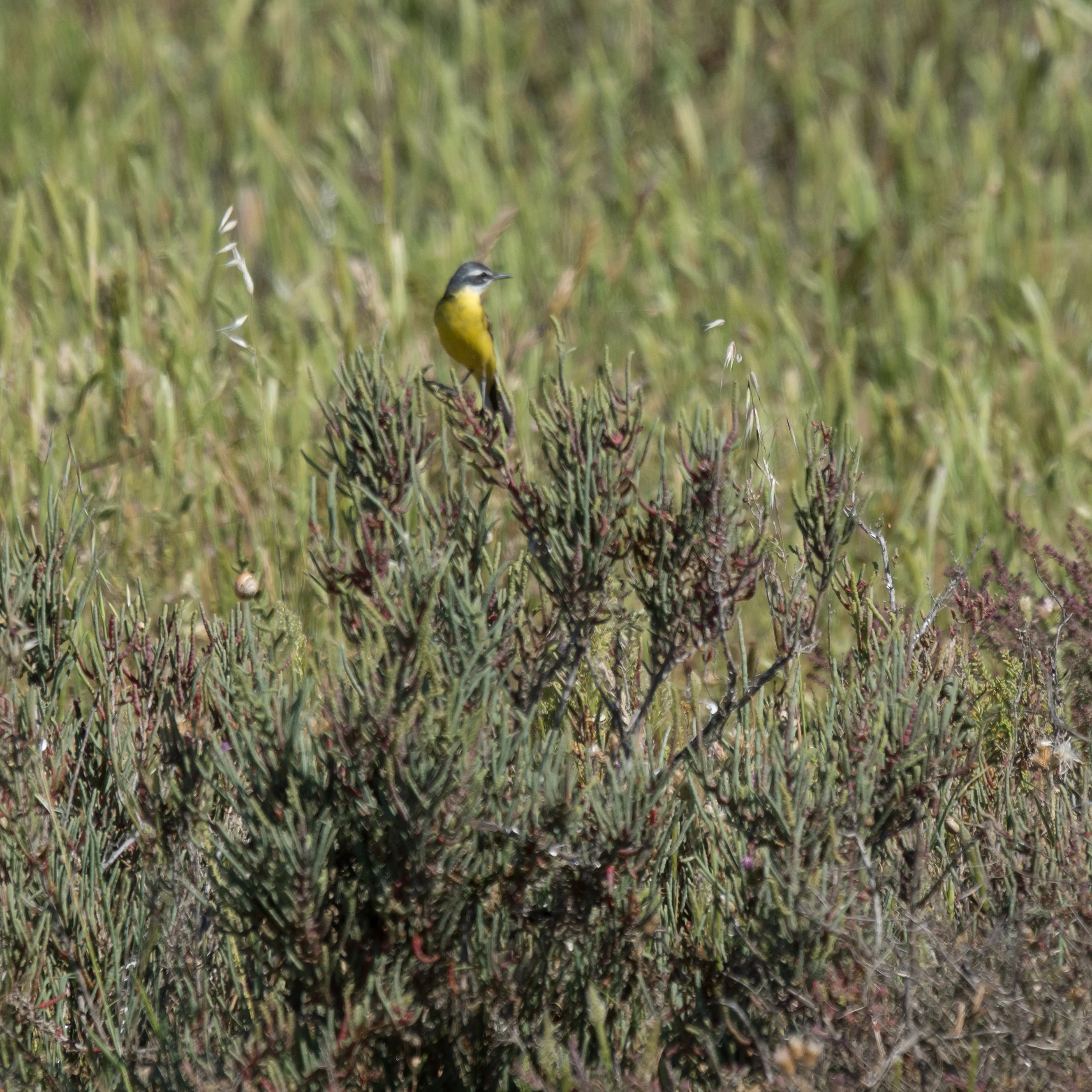 Western Yellow Wagtail, Isla Mayor, Donana National Park, Andalucia, Spain — photo by Jim Bennett
