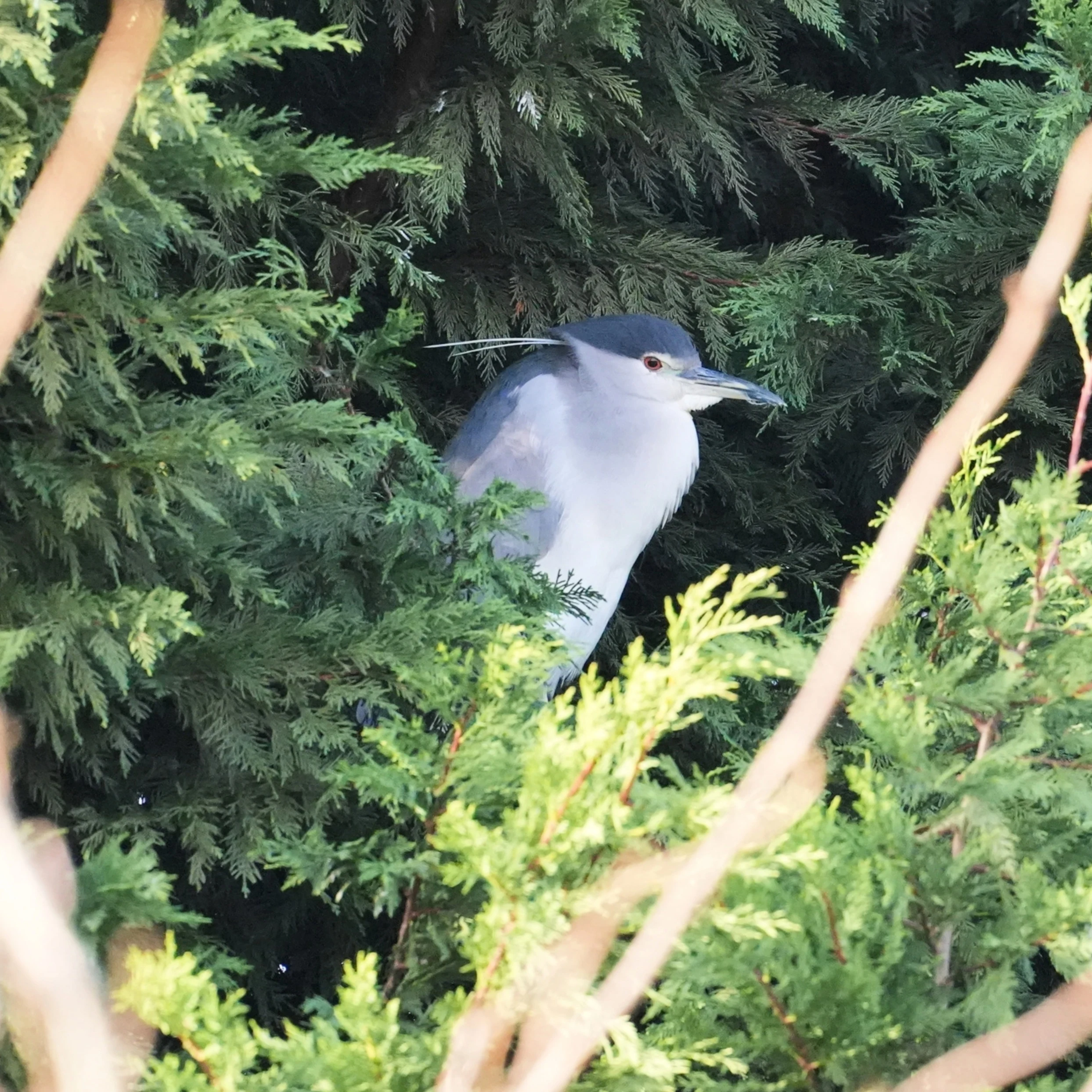 Night Heron, Gapinge, Midden-Zeeland, Netherlands — photo by Jim Bennett