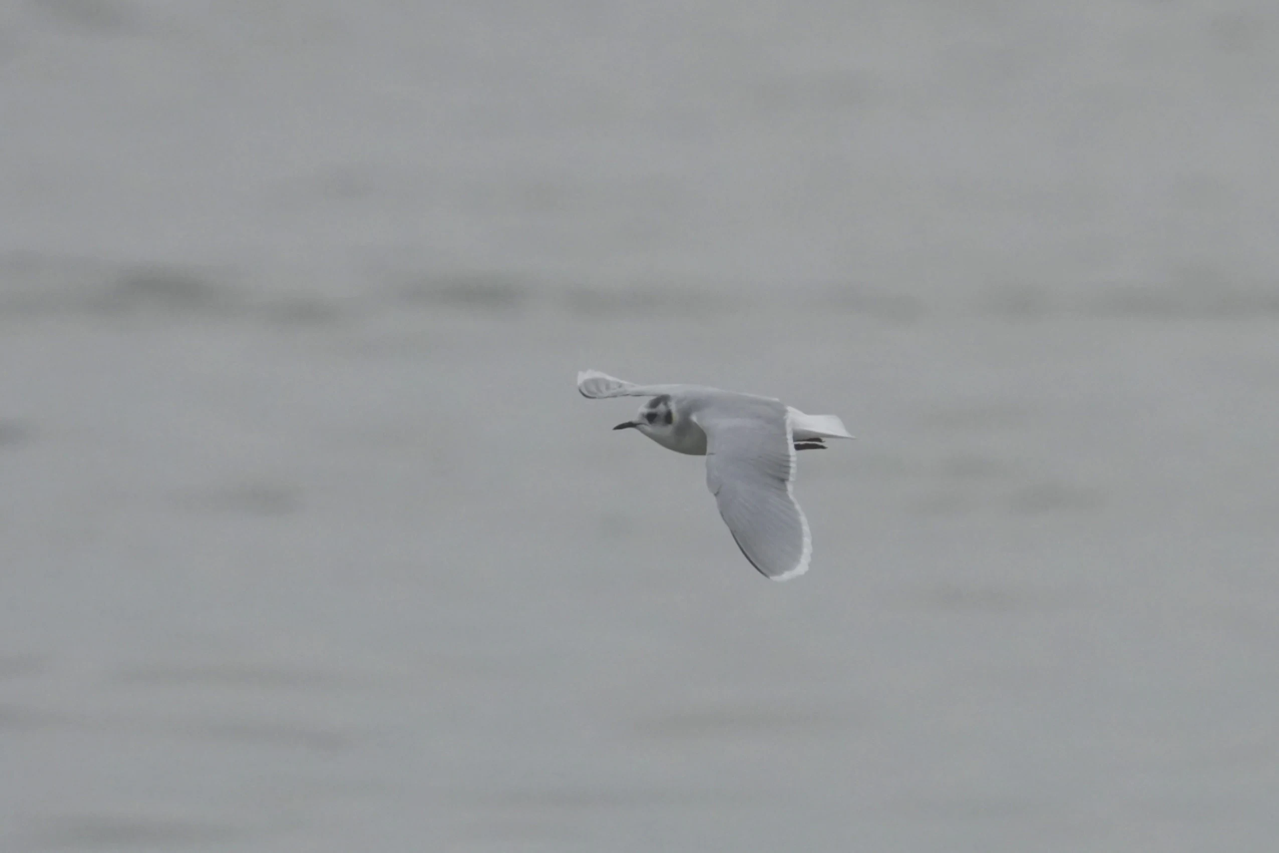 Little Gull, Westkapelle, Midden-Zeeland, Netherlands — photo by Jim Bennett