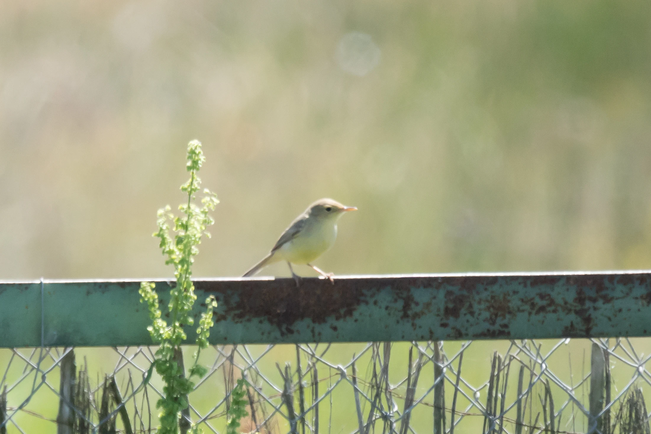 Melodious Warbler, Isla Mayor, Donana National Park, Andalucia, Spain — photo by Jim Bennett