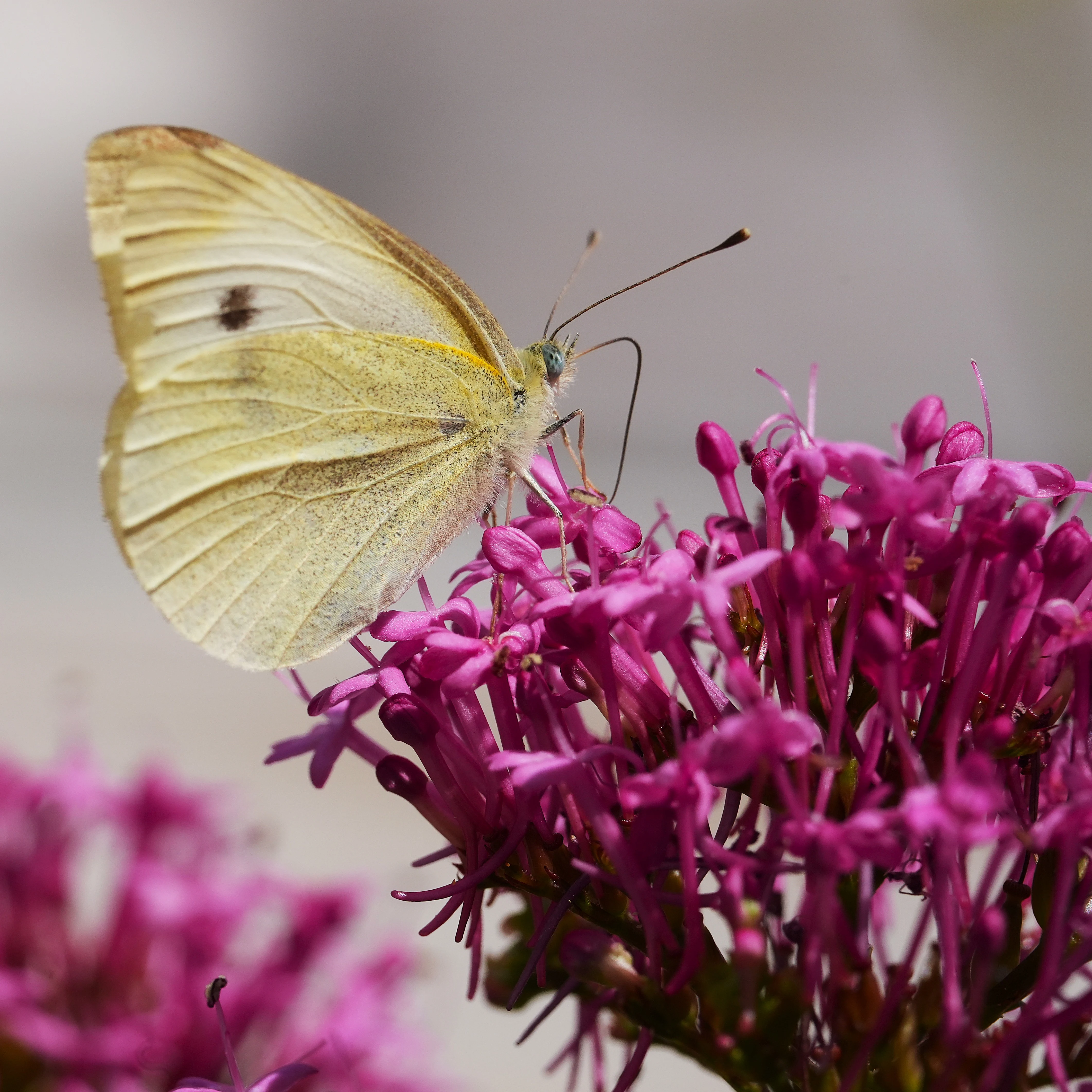 Small white butterfly, St Ives, Cornwall, UK — photo by Jim Bennett