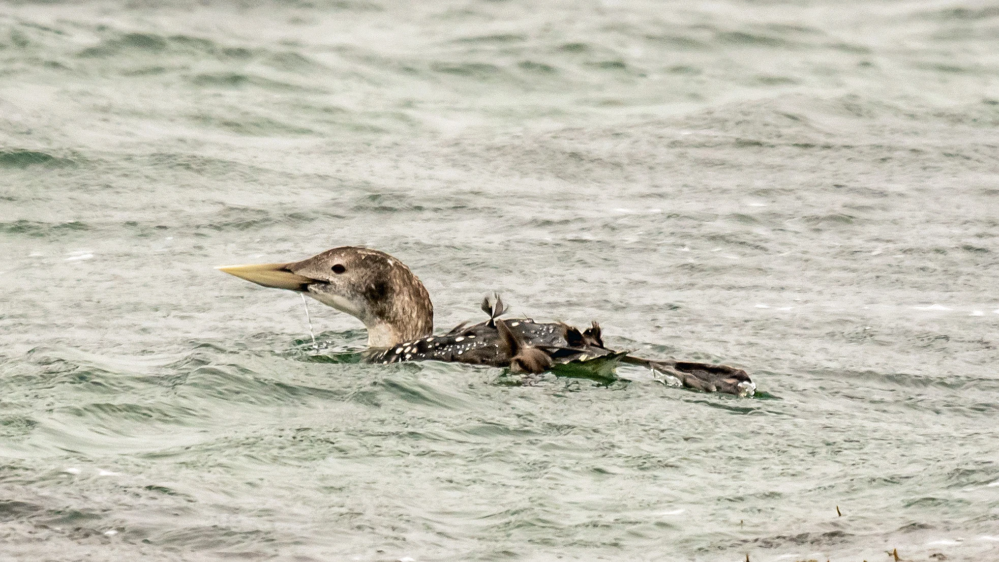 White-billed Diver (Yellow-billed Loon), Westray, UK — photo by Jim Bennett