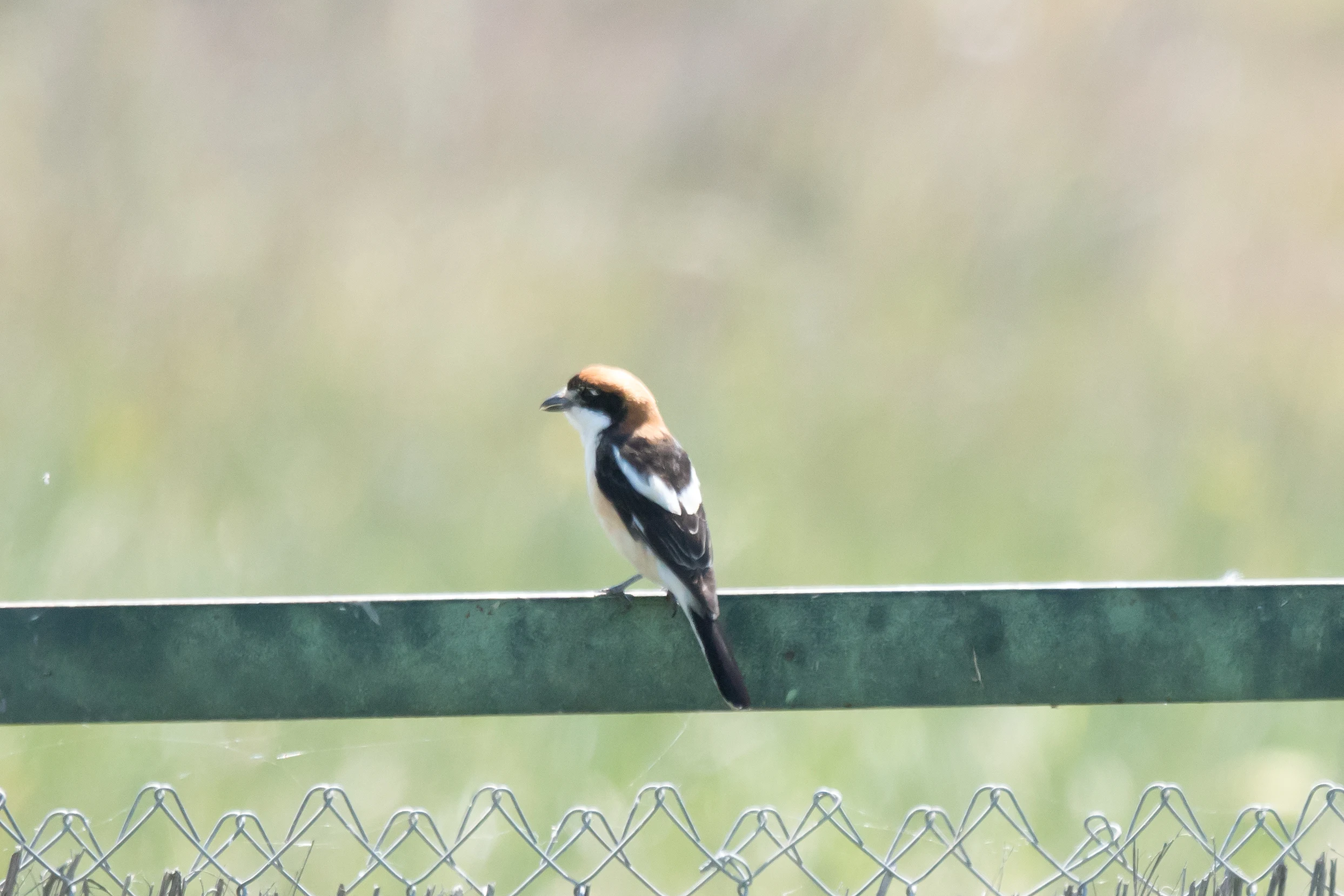 Woodchat Shrike, Isla Mayor, Donana National Park, Andalucia, Spain — photo by Jim Bennett