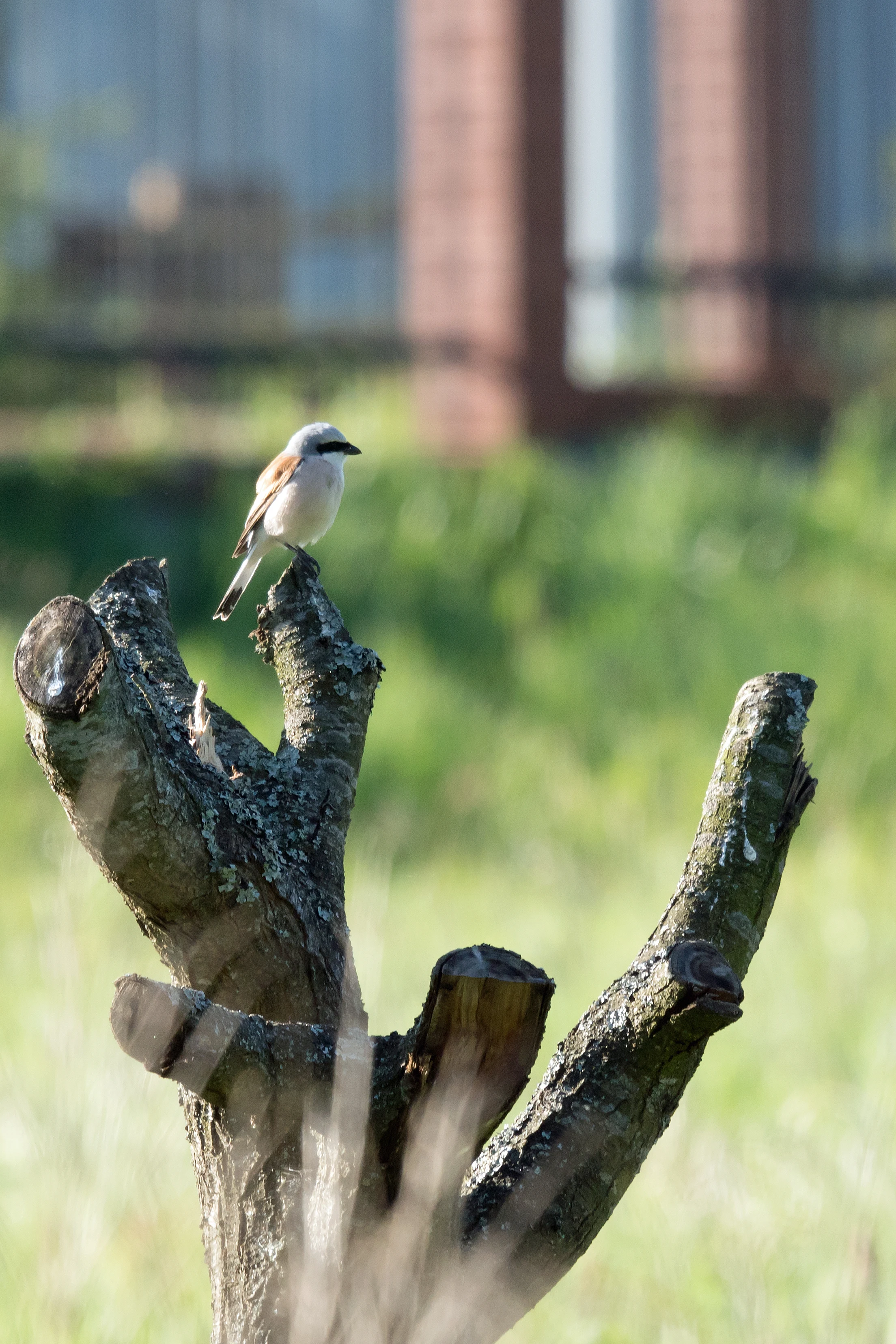 Red-backed Shrike, Bialowieza, Poland — photo by Jim Bennett