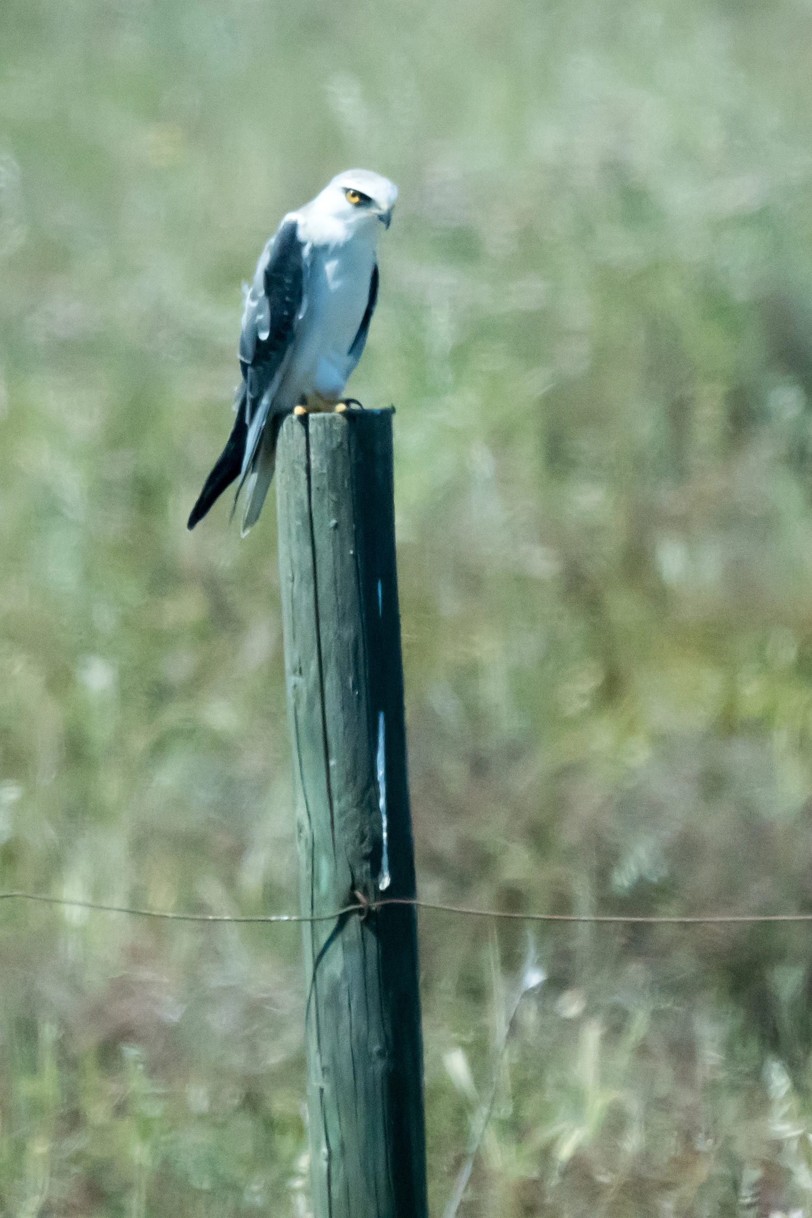 Black-winged Kite, Isla Mayor, Donana National Park, Andalucia, Spain — photo by Jim Bennett