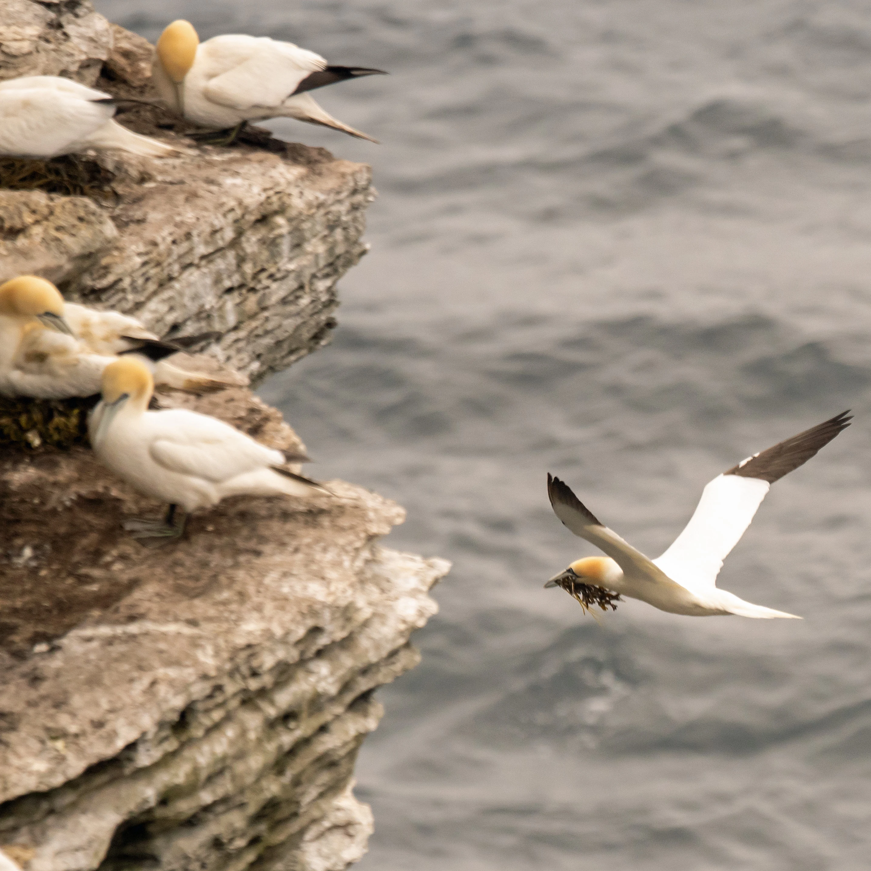 Northern Gannets, Westray, UK — photo by Jim Bennett