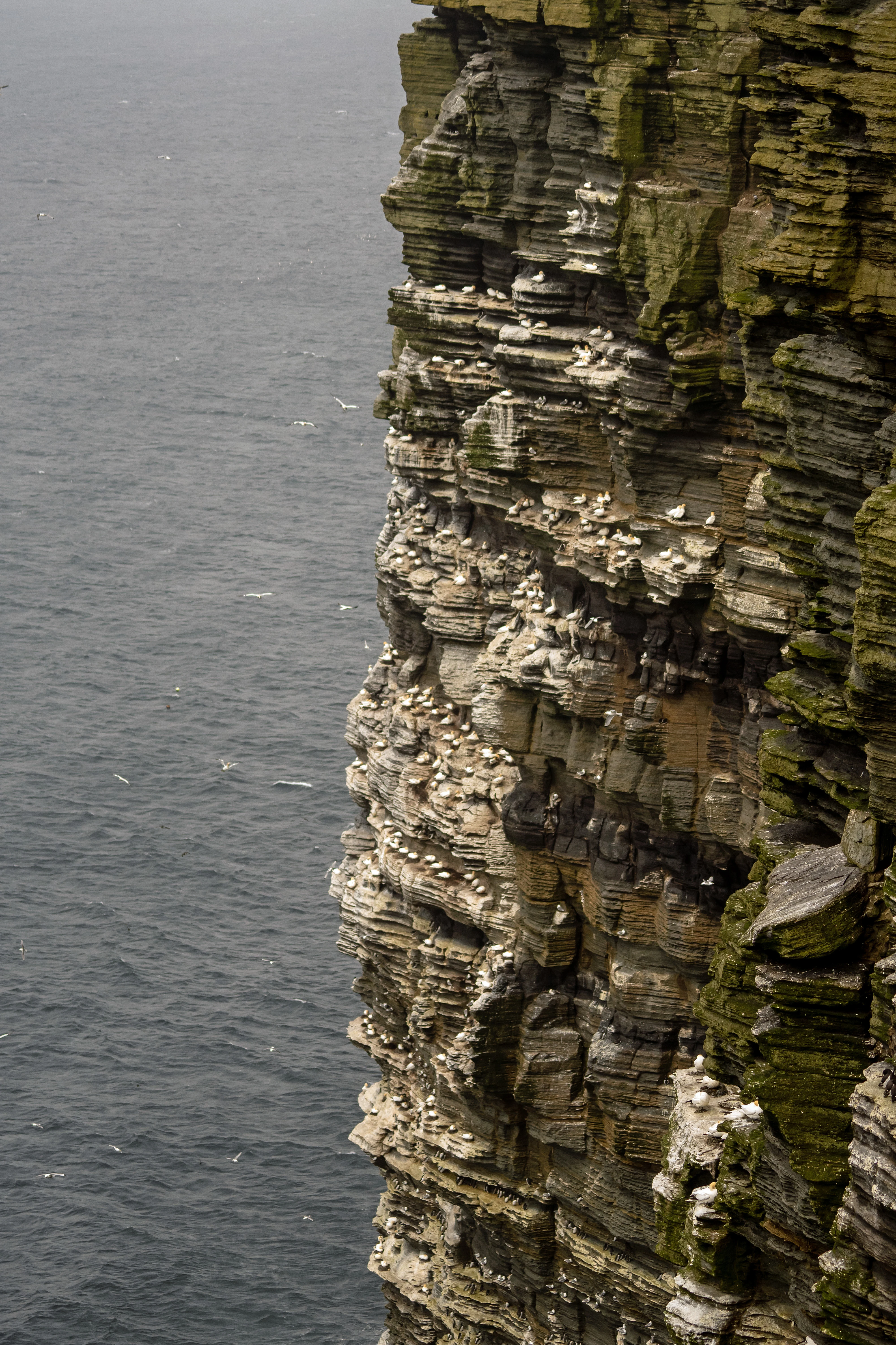 Northern Gannet colony, Westray, UK — photo by Jim Bennett