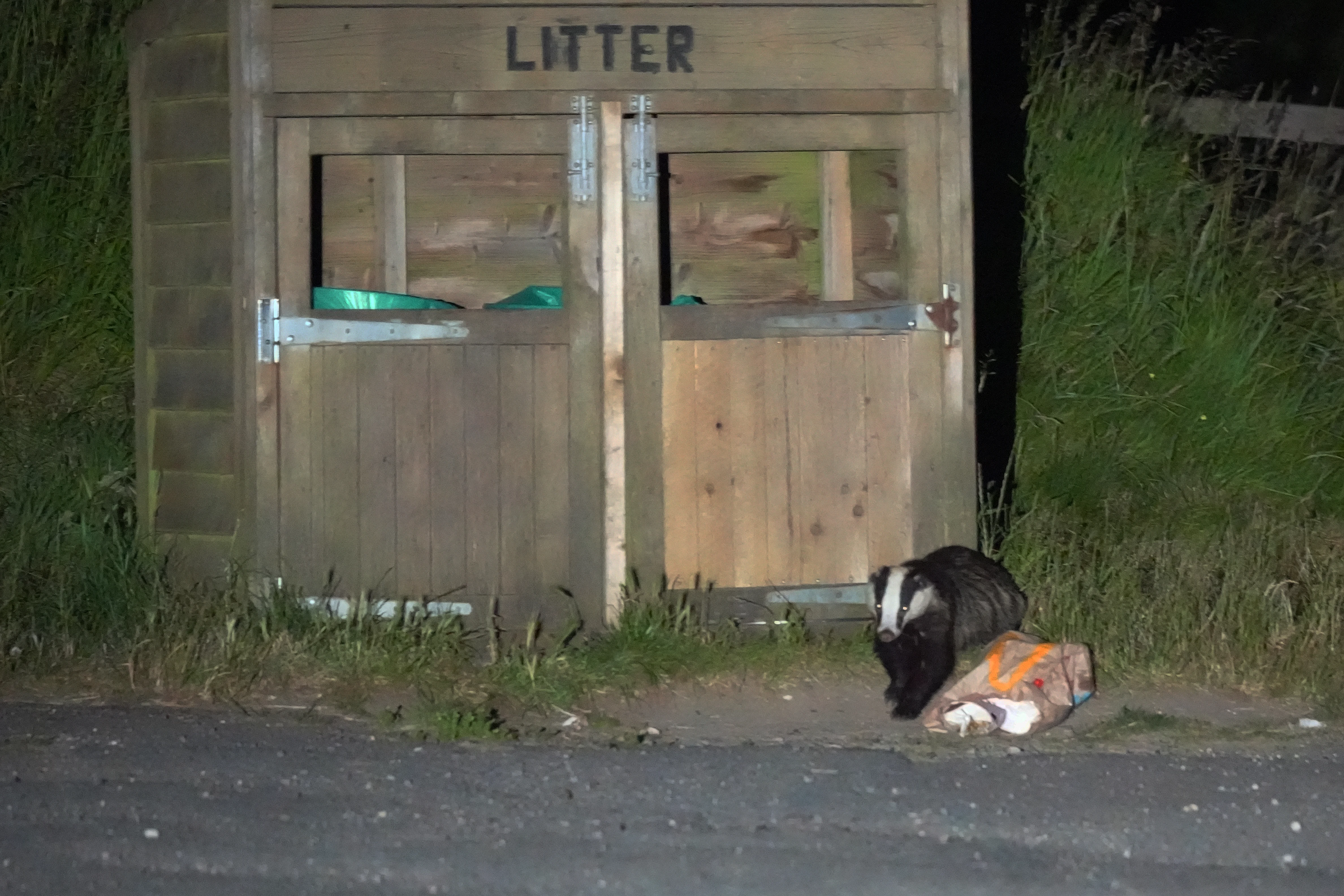 Badger behaving badly, Isle of Wight, UK — photo by Jim Bennett