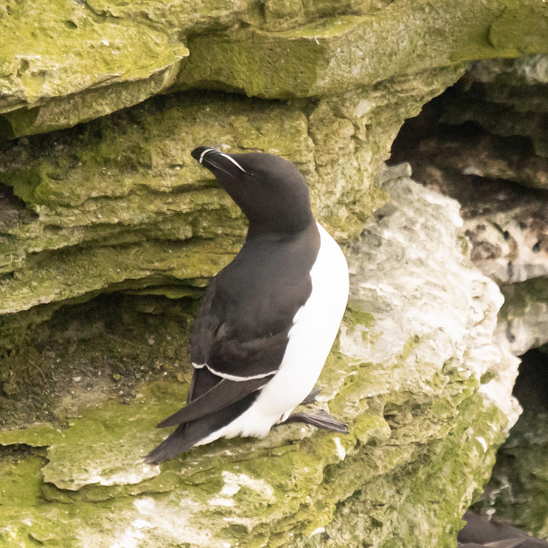 Razorbill, Westray, UK — photo by Jim Bennett