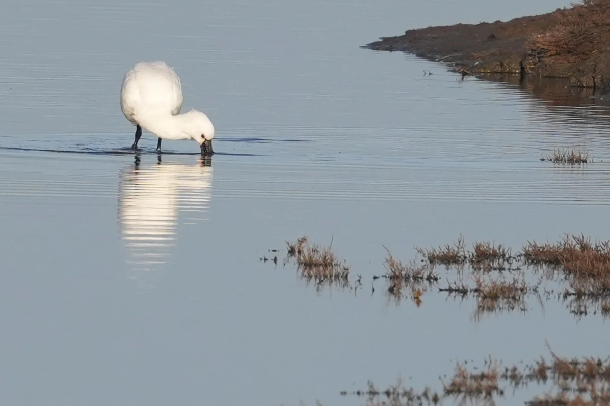 Spoonbill, Weversinlaag, Schouwen-Duiveland, Netherlands — photo by Jim Bennett