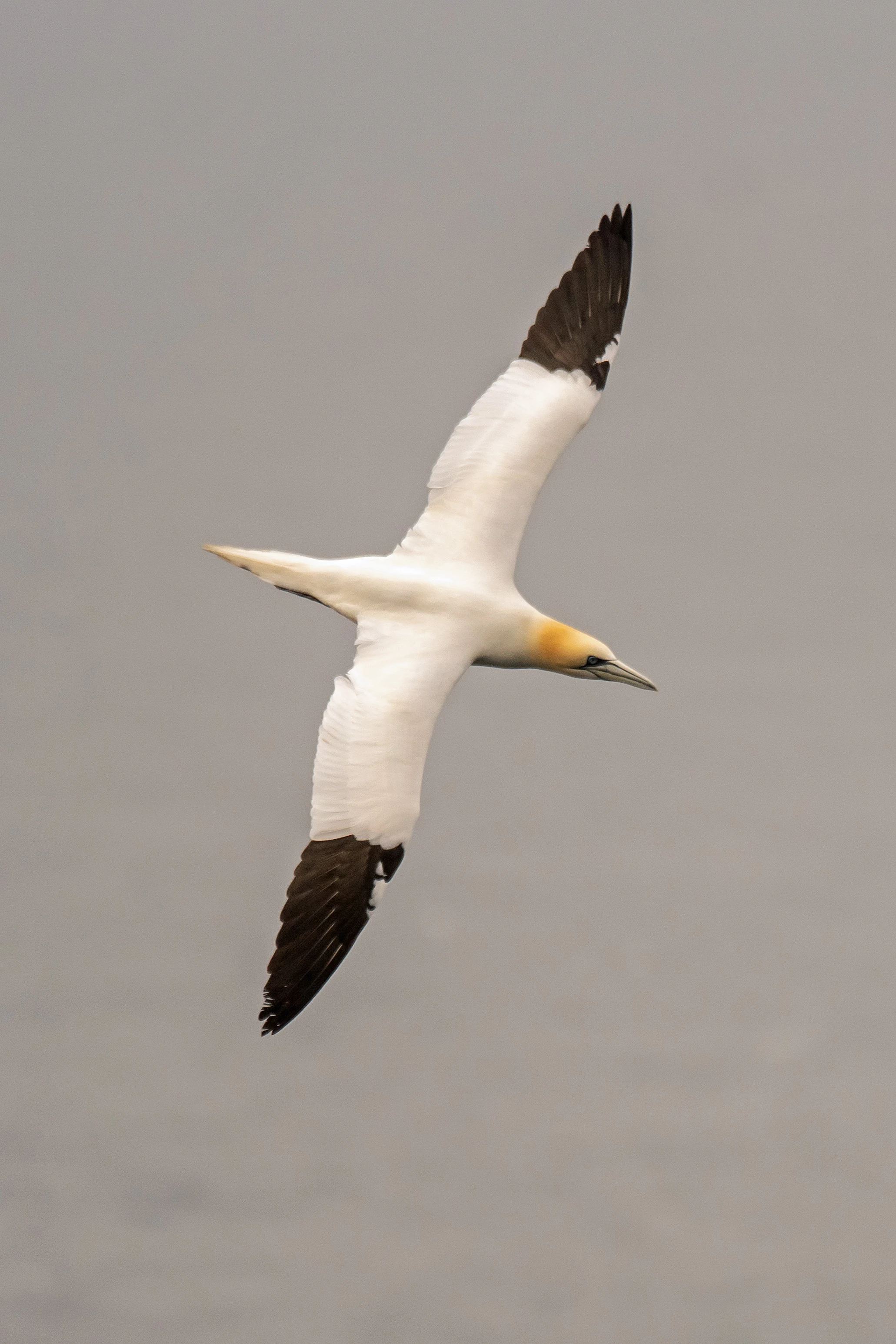 Northern Gannet, Westray, UK — photo by Jim Bennett