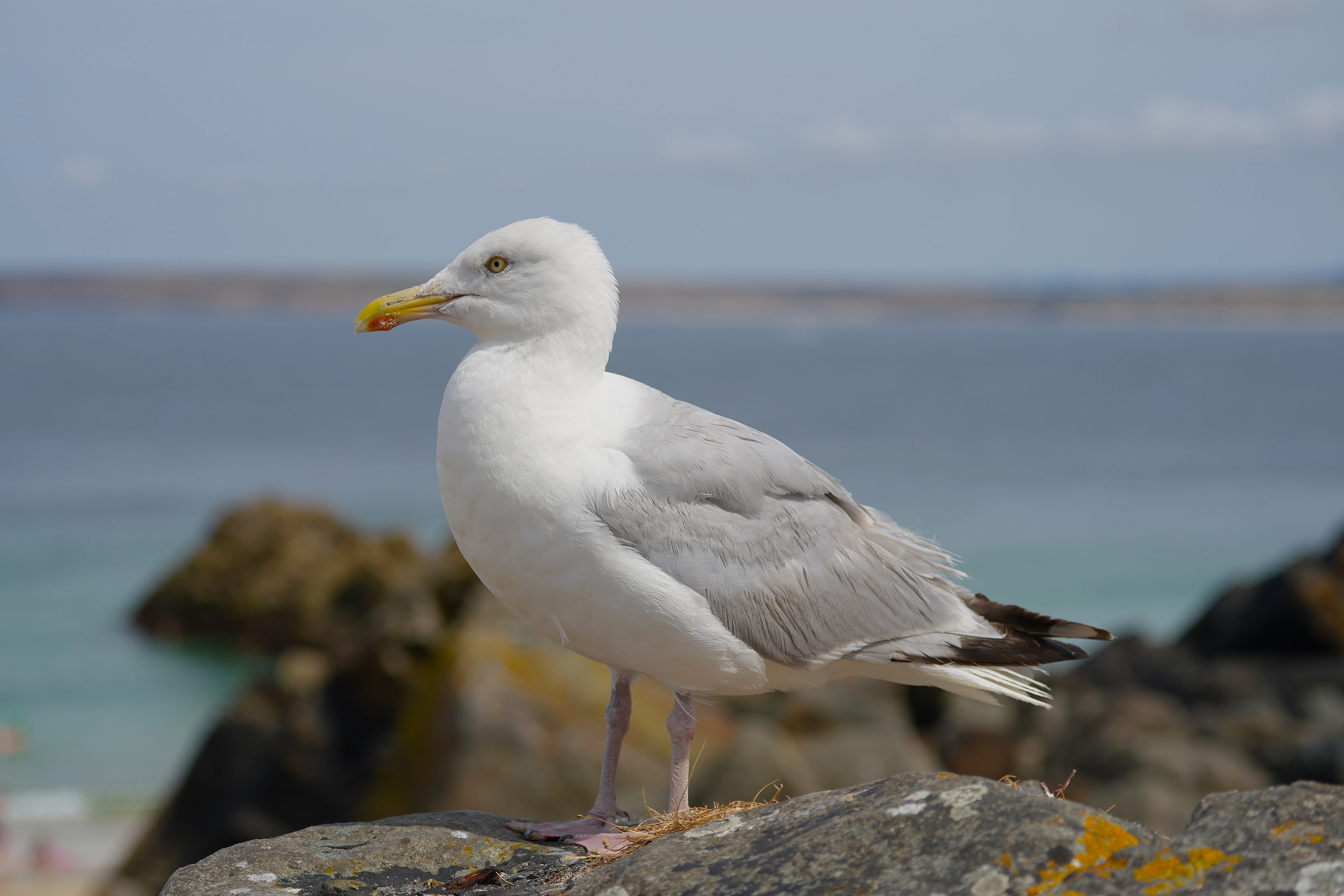 Herring Gull, St Ives, Cornwall, UK — photo by Jim Bennett