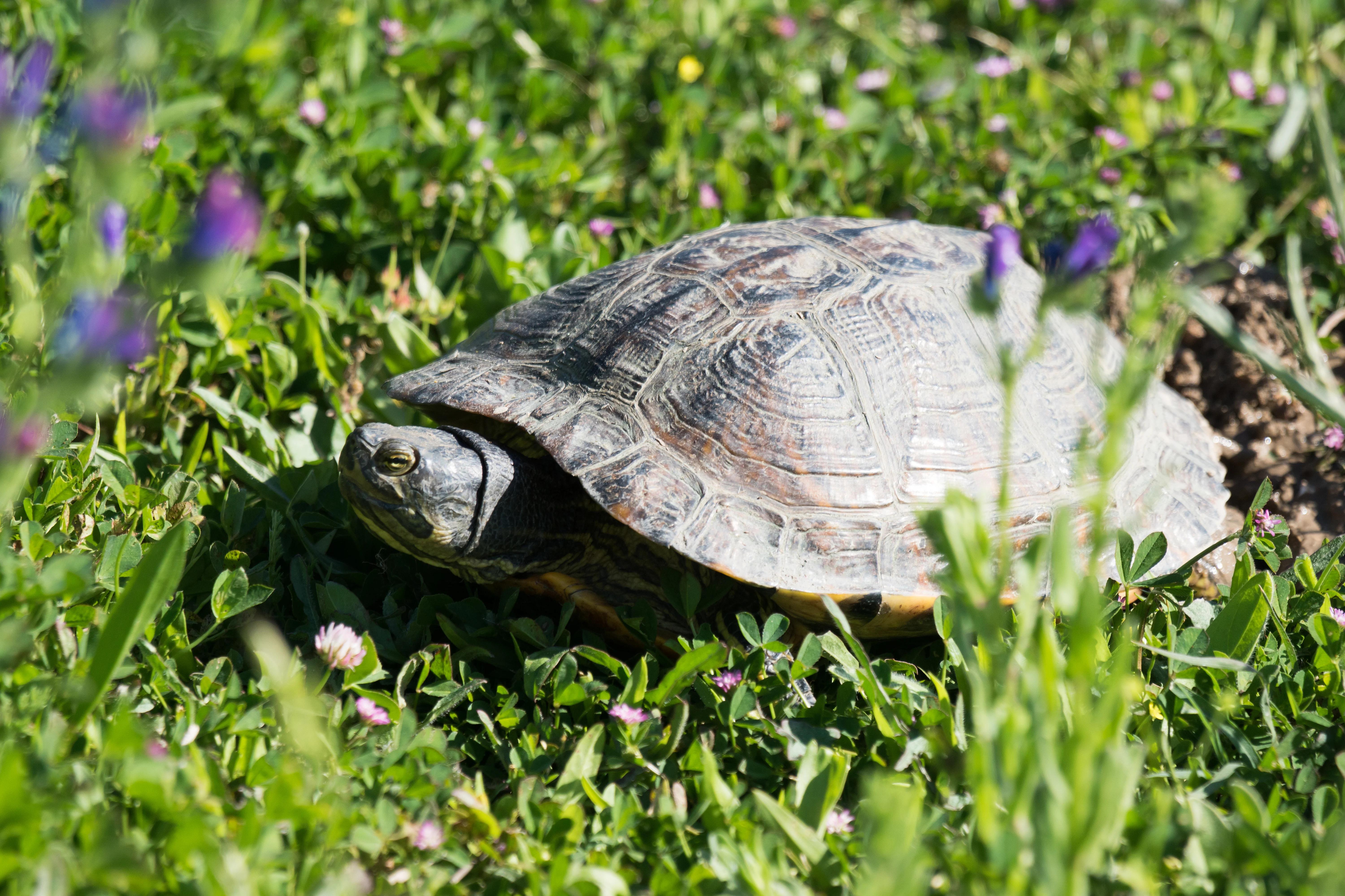 Terrapin laying eggs, El Rocio, Coto Donana, Andalucia, Spain — photo by Jim Bennett