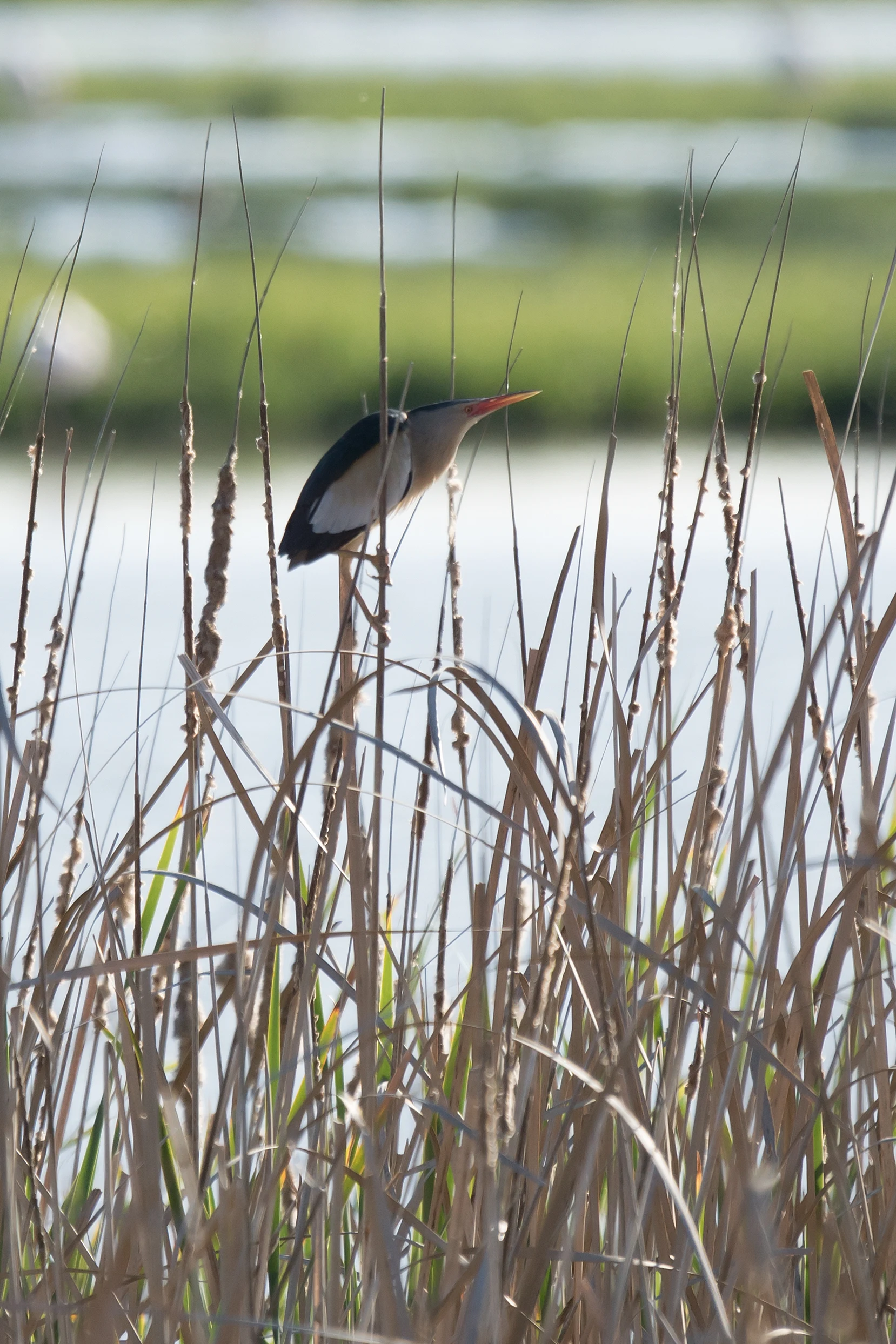 Little Bittern, El Rocio, Coto Donana, Andalucia, Spain — photo by Jim Bennett