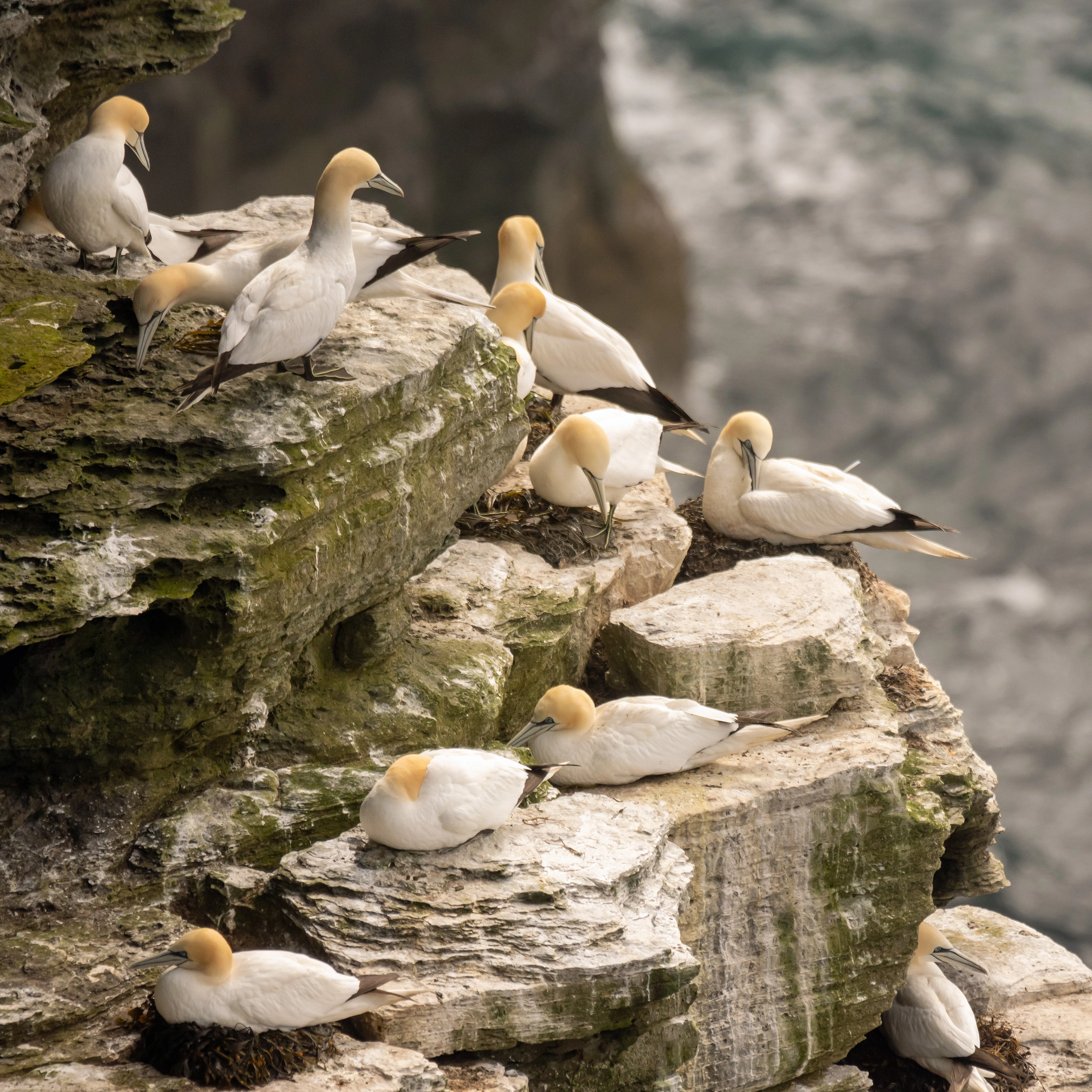 Northern Gannets, Westray, UK — photo by Jim Bennett