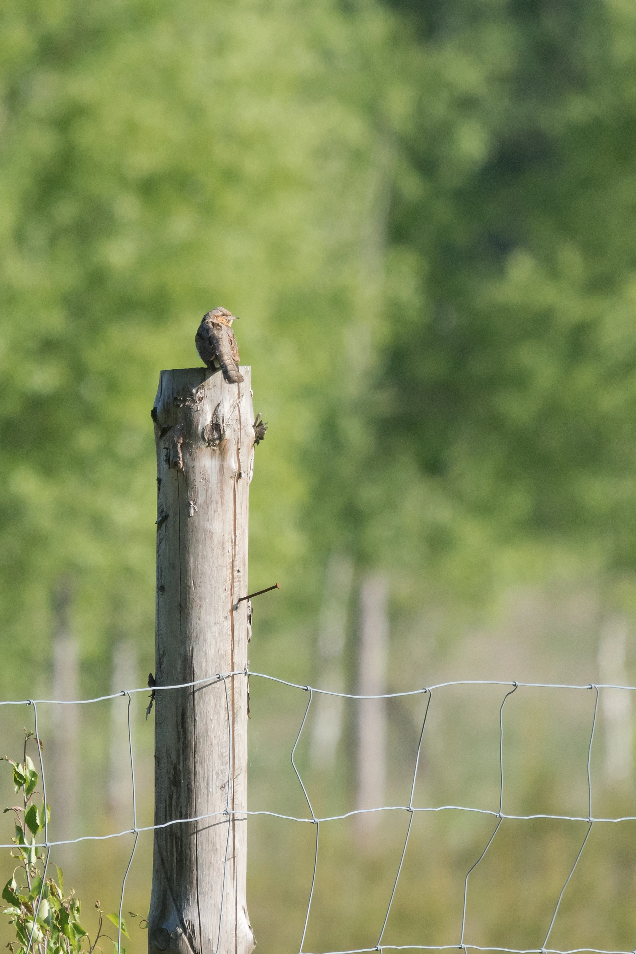 Wryneck, Bialowieza, Poland — photo by Jim Bennett