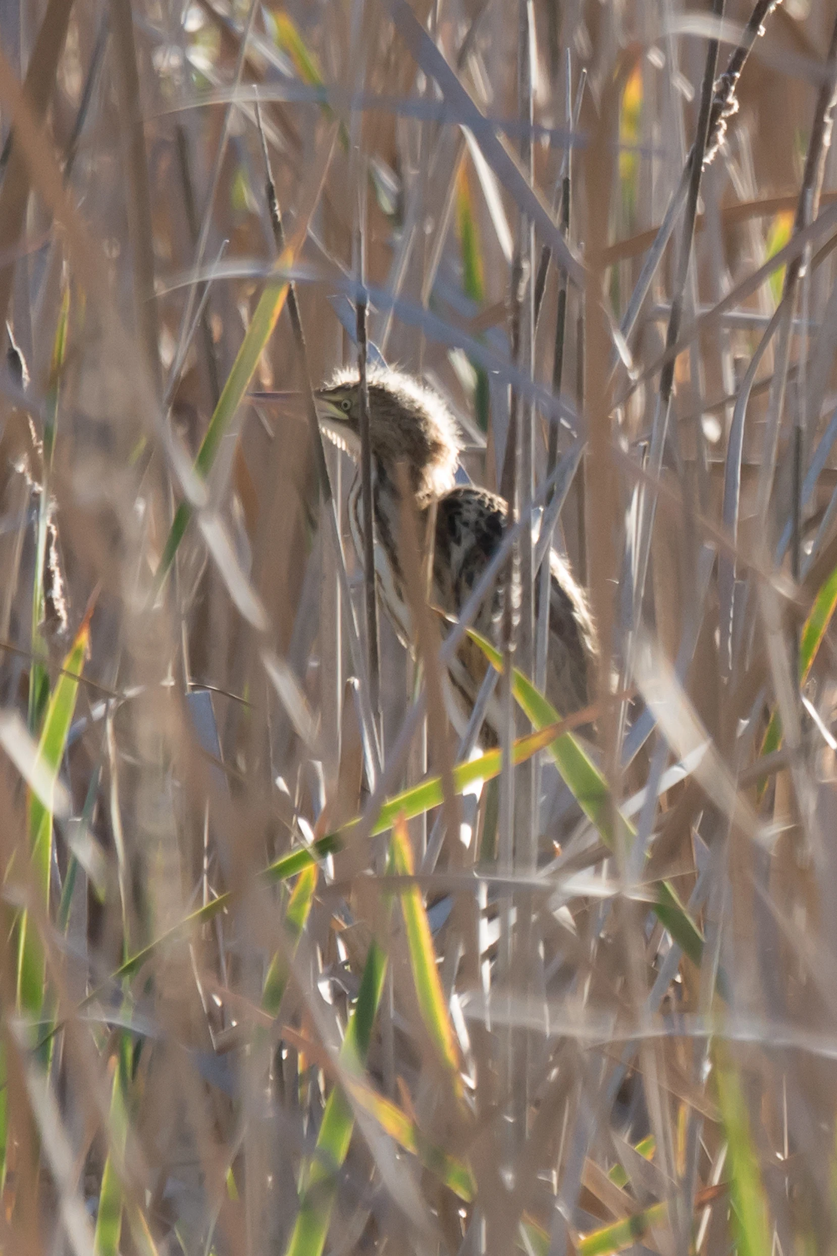 Little Bittern, El Rocio, Coto Donana, Andalucia, Spain — photo by Jim Bennett
