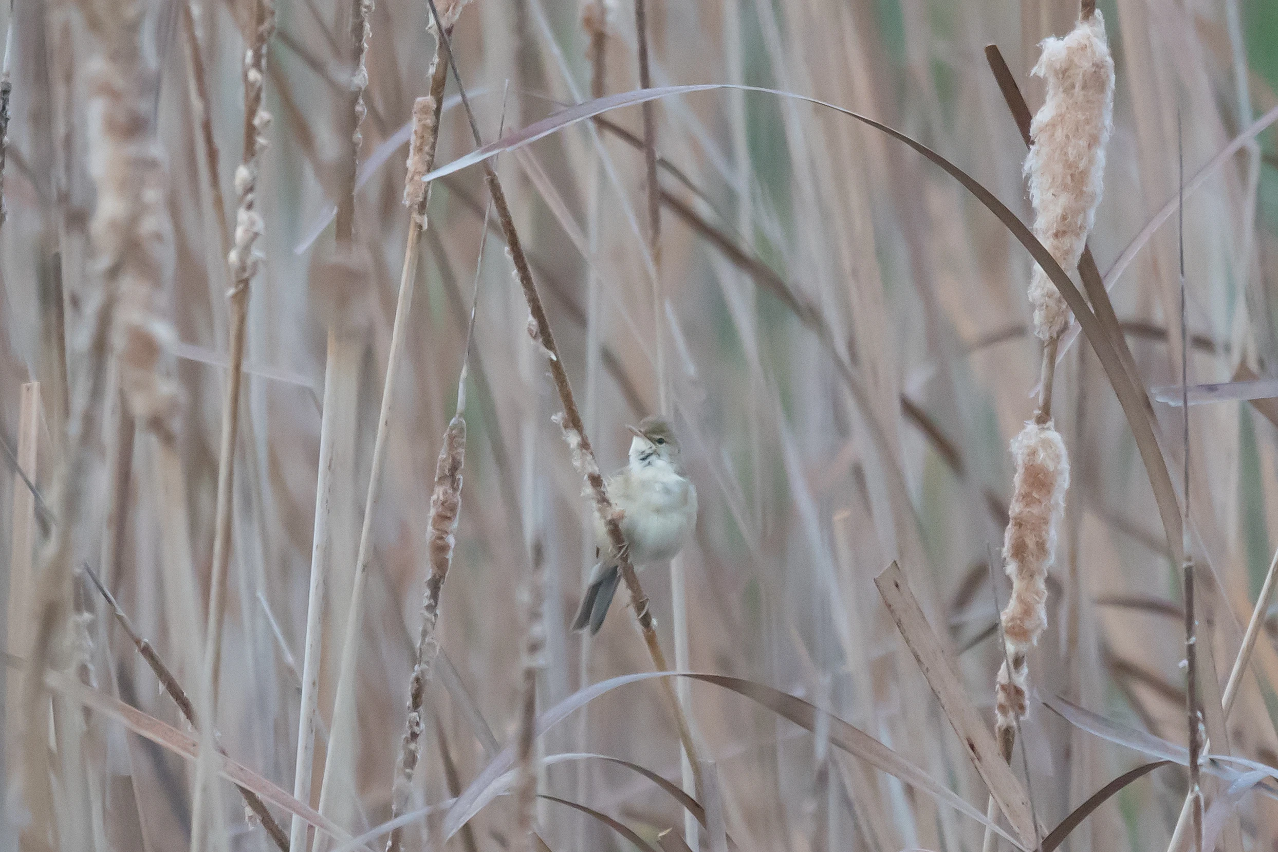 Reed Warbler, El Rocio, Coto Donana, Andalucia, Spain — photo by Jim Bennett