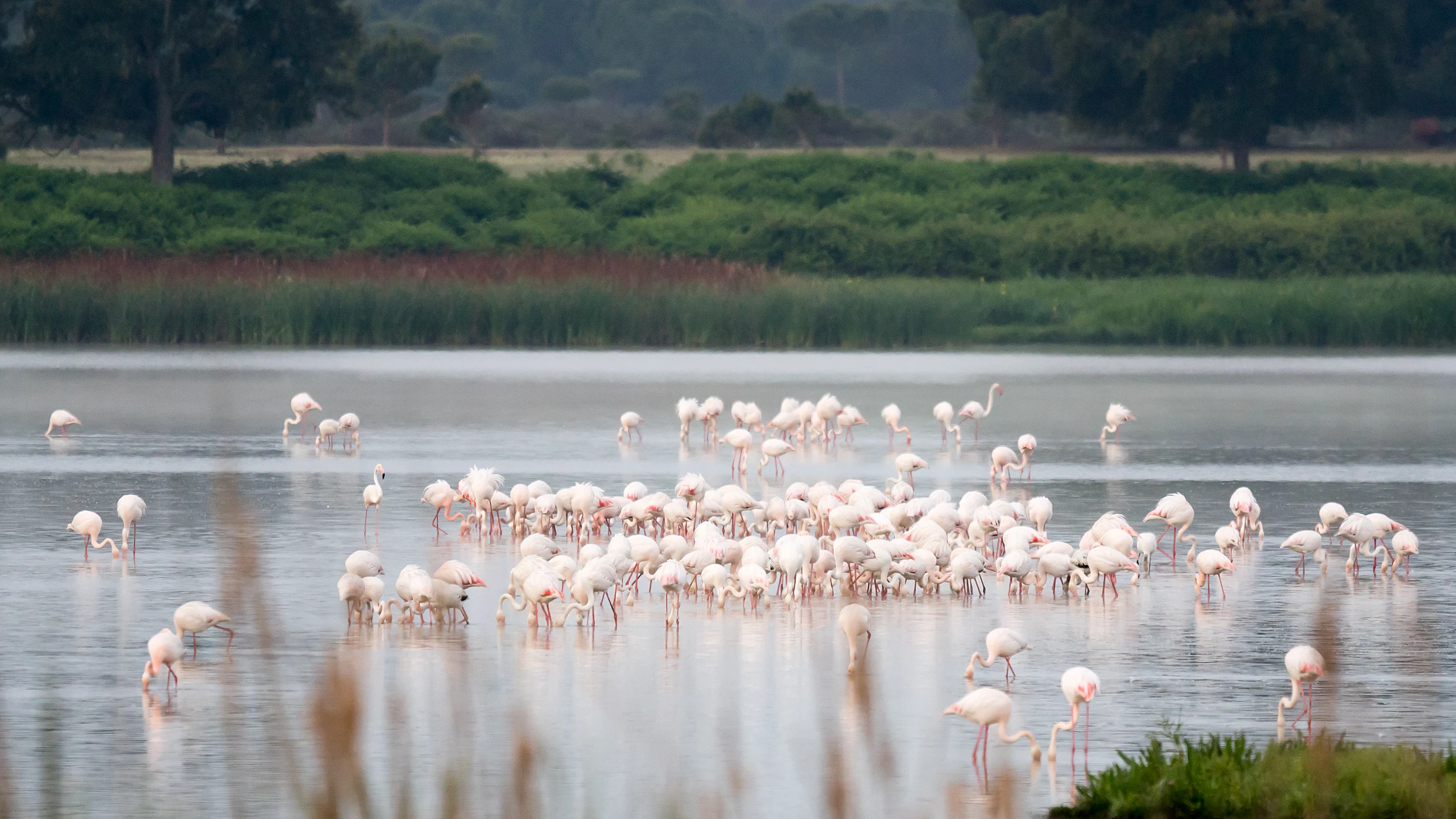 Greater Flamingos, El Rocio, Coto Donana, Andalucia, Spain — photo by Jim Bennett