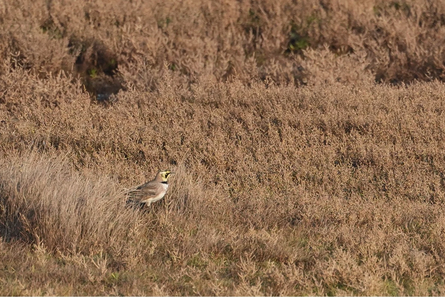 Shore Lark (Horned Lark), Weversinlaag, Schouwen-Duiveland, Netherlands — photo by Jim Bennett