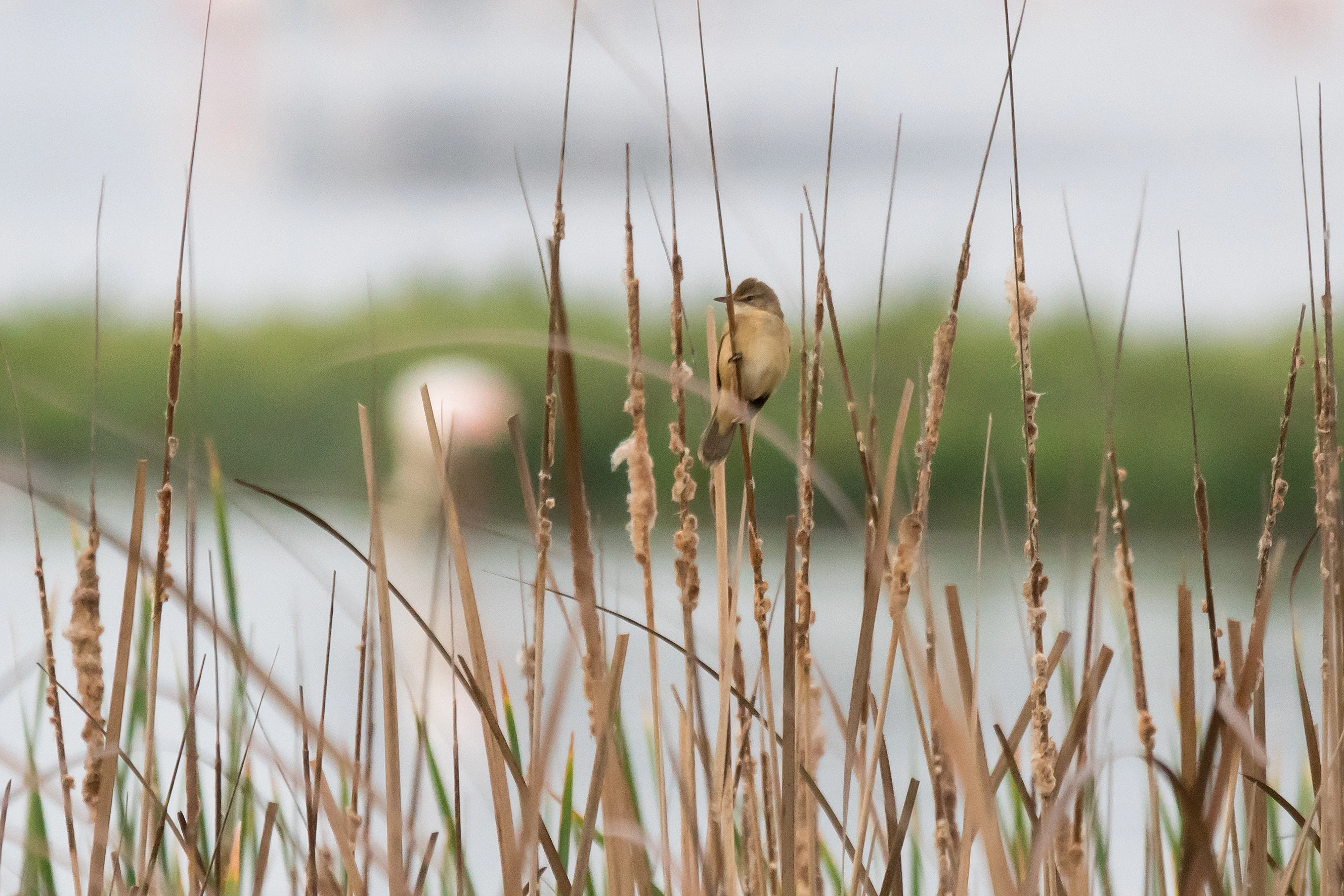 Great Reed Warbler, El Rocio, Coto Donana, Andalucia, Spain — photo by Jim Bennett