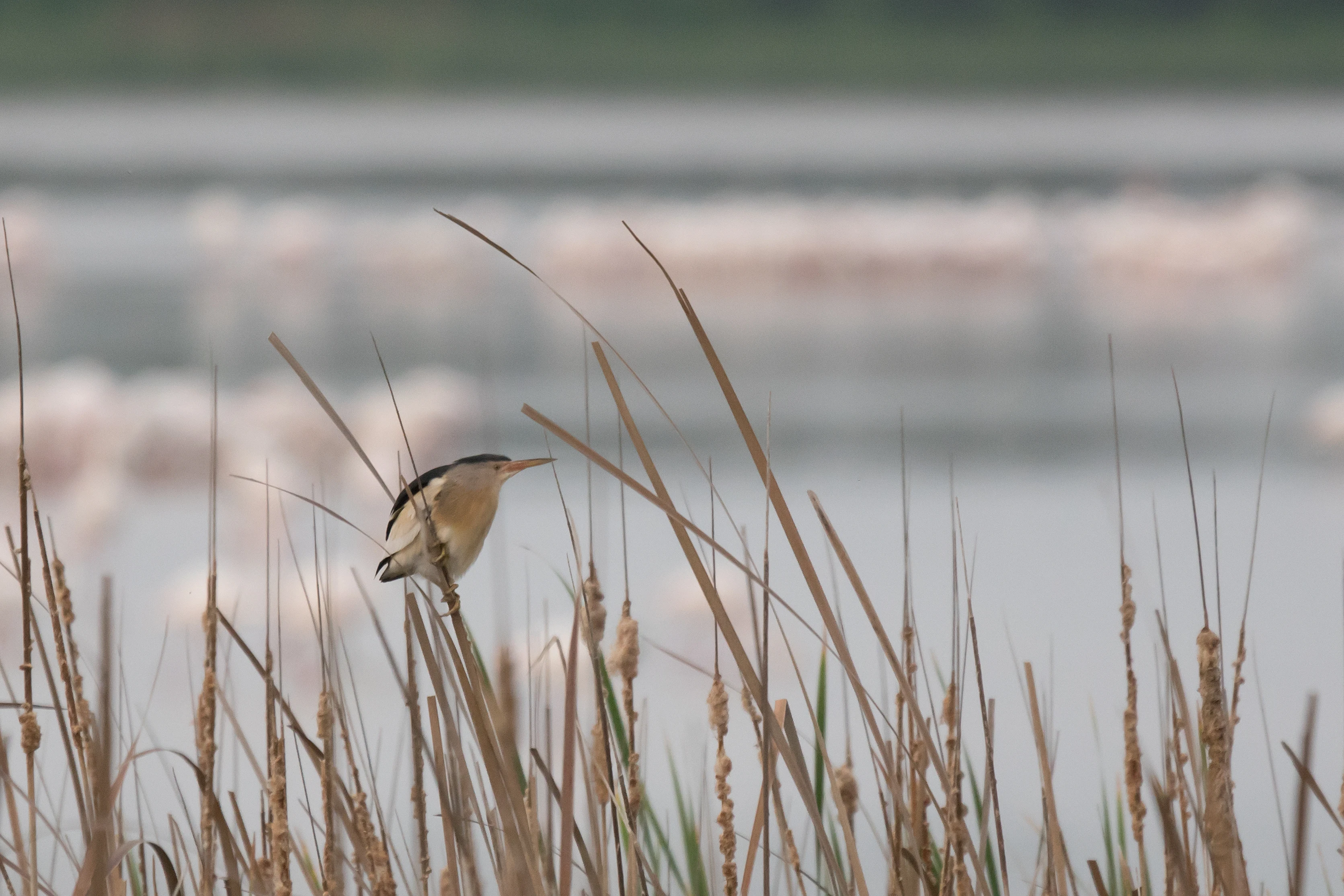 Little Bittern, El Rocio, Coto Donana, Andalucia, Spain — photo by Jim Bennett