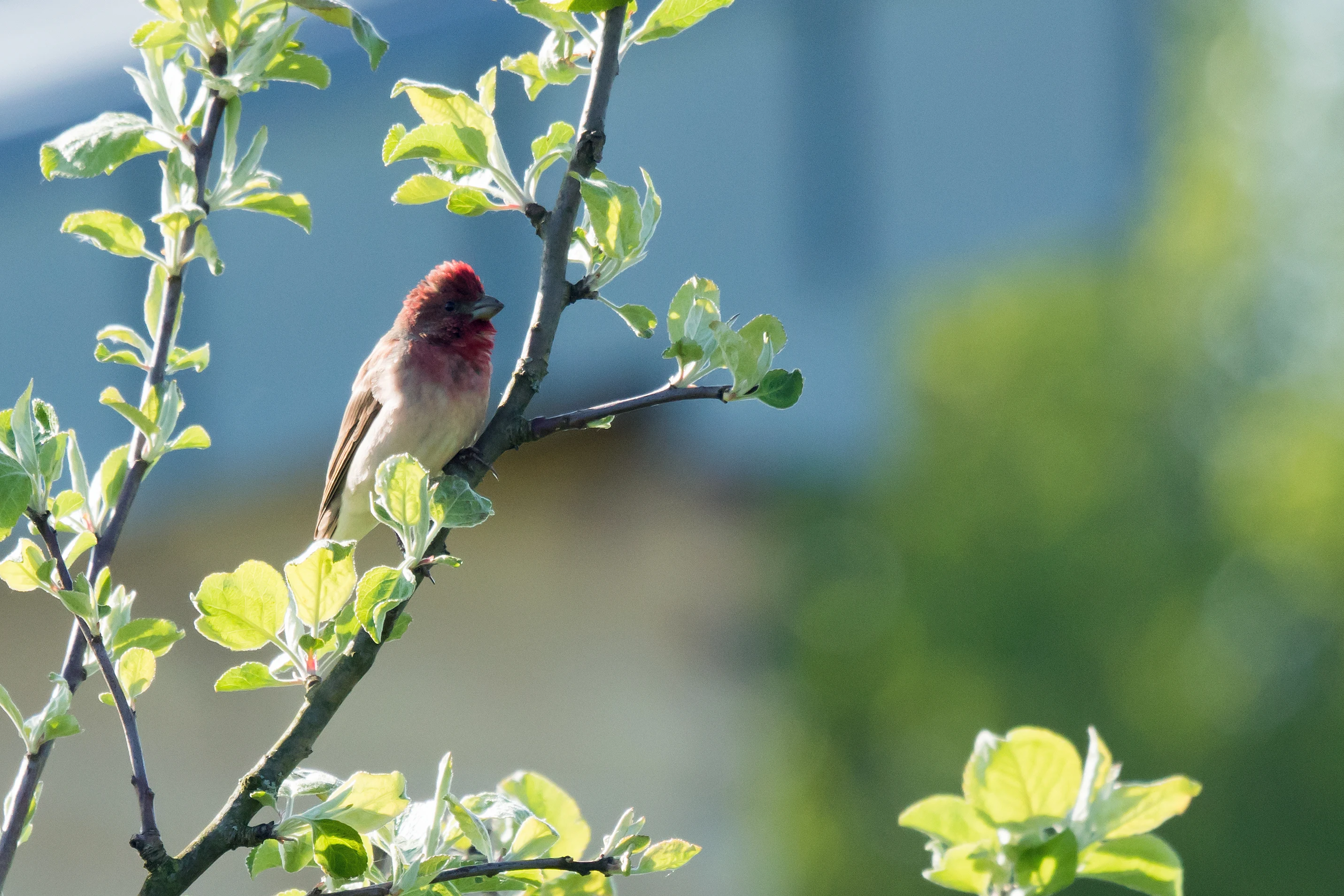 Common Rosefinch, Bialowieza, Poland — photo by Jim Bennett