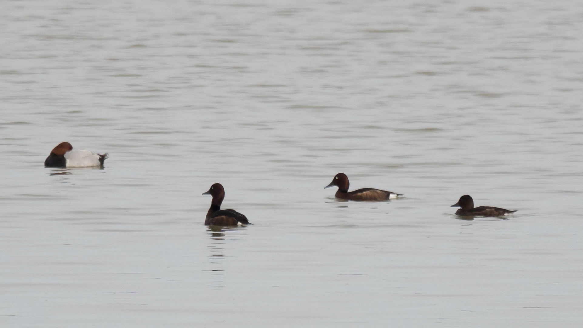 Common Pochard & 3 Ferruginous Ducks, Dehesa de Abajo, Coto Donana, Andalucia, Spain — photo by Jim Bennett