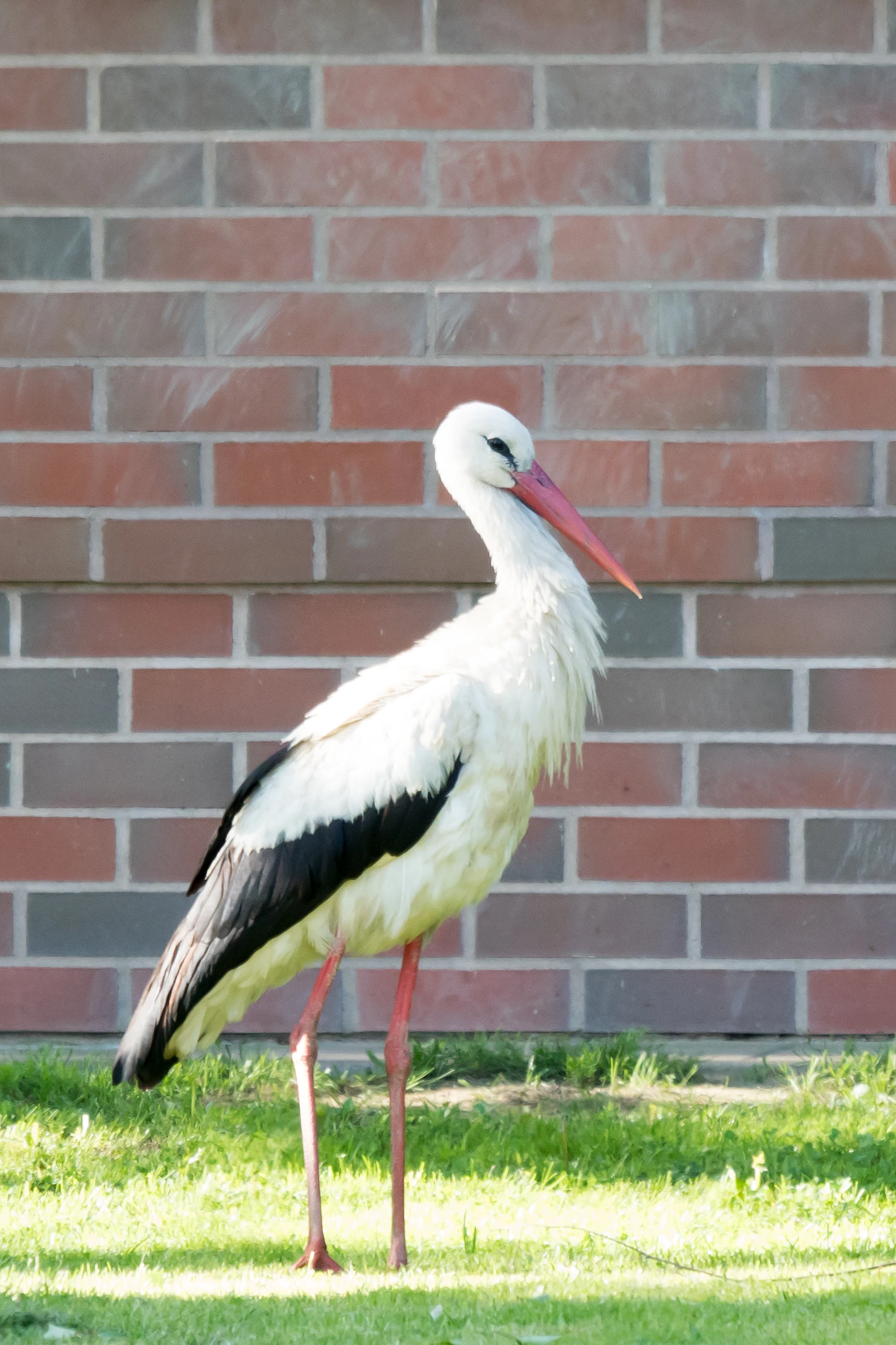 White Stork, Bialowieza, Poland — photo by Jim Bennett