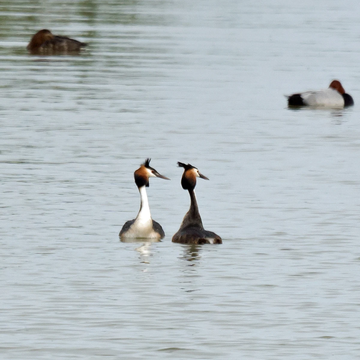 Great Crested Grebe, Dehesa de Abajo, Coto Donana, Andalucia, Spain — photo by Jim Bennett