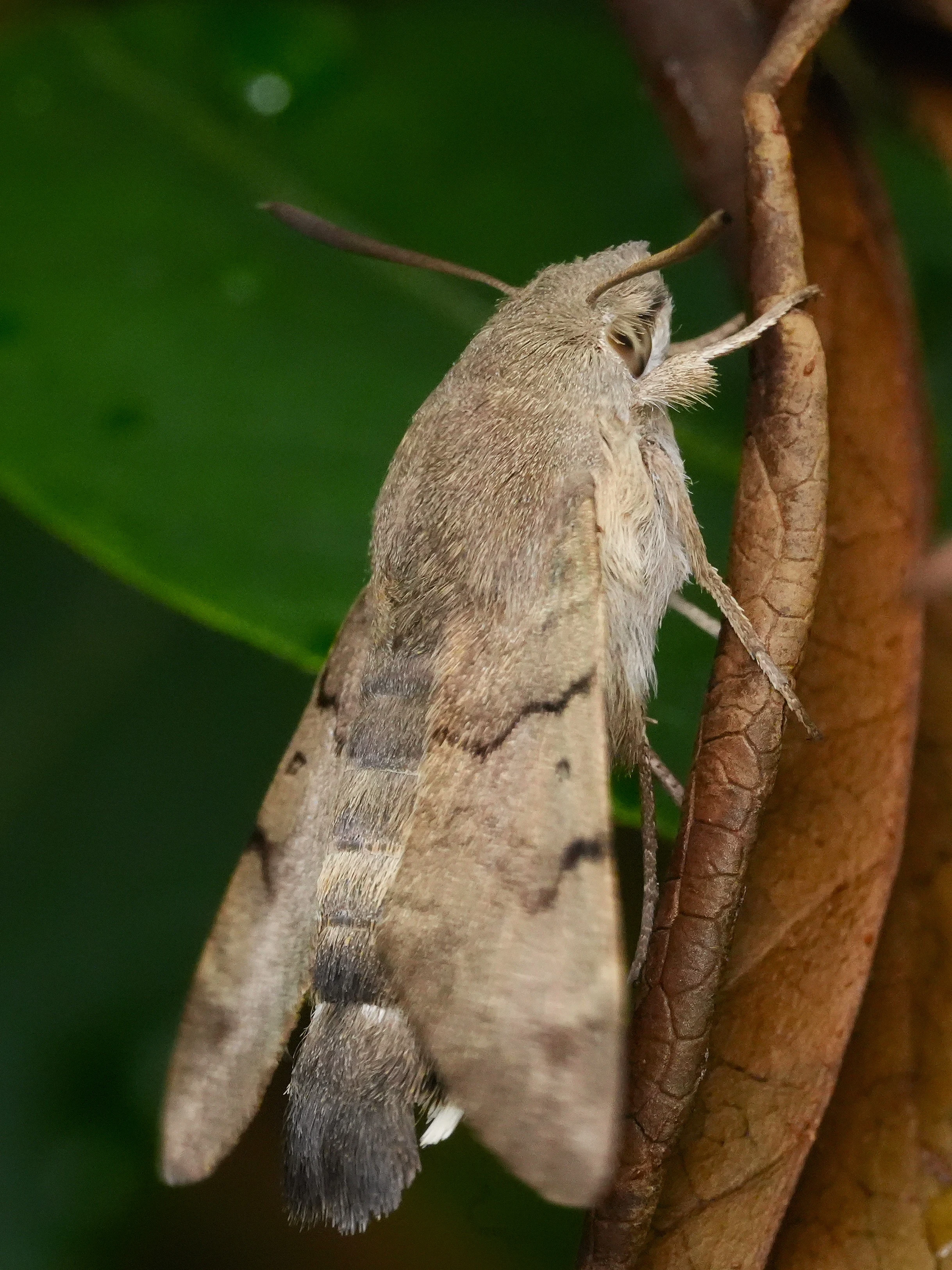 Hummingbird Hawk Moth, St Ives, Cornwall, UK — photo by Jim Bennett