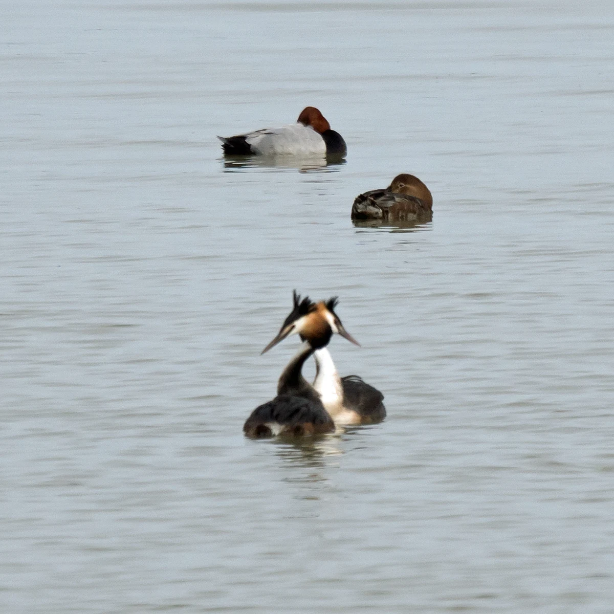 Great Crested Grebe, Dehesa de Abajo, Coto Donana, Andalucia, Spain — photo by Jim Bennett