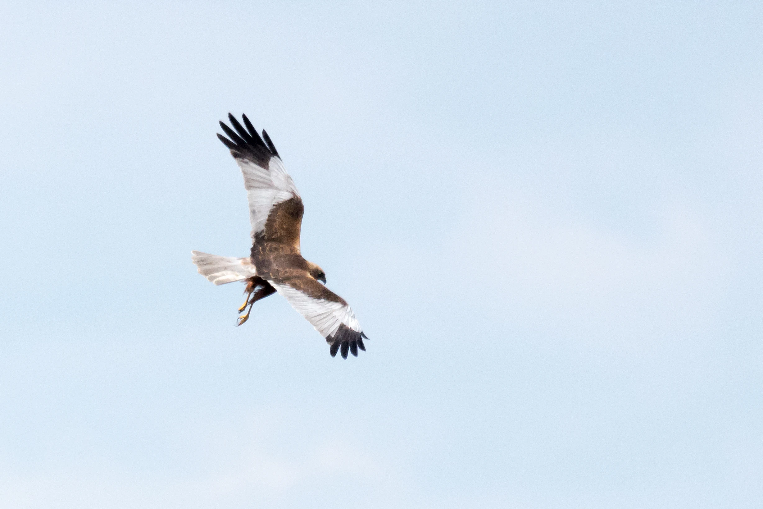 Marsh Harrier, Siemieniakowszczyyzna, Poland — photo by Jim Bennett