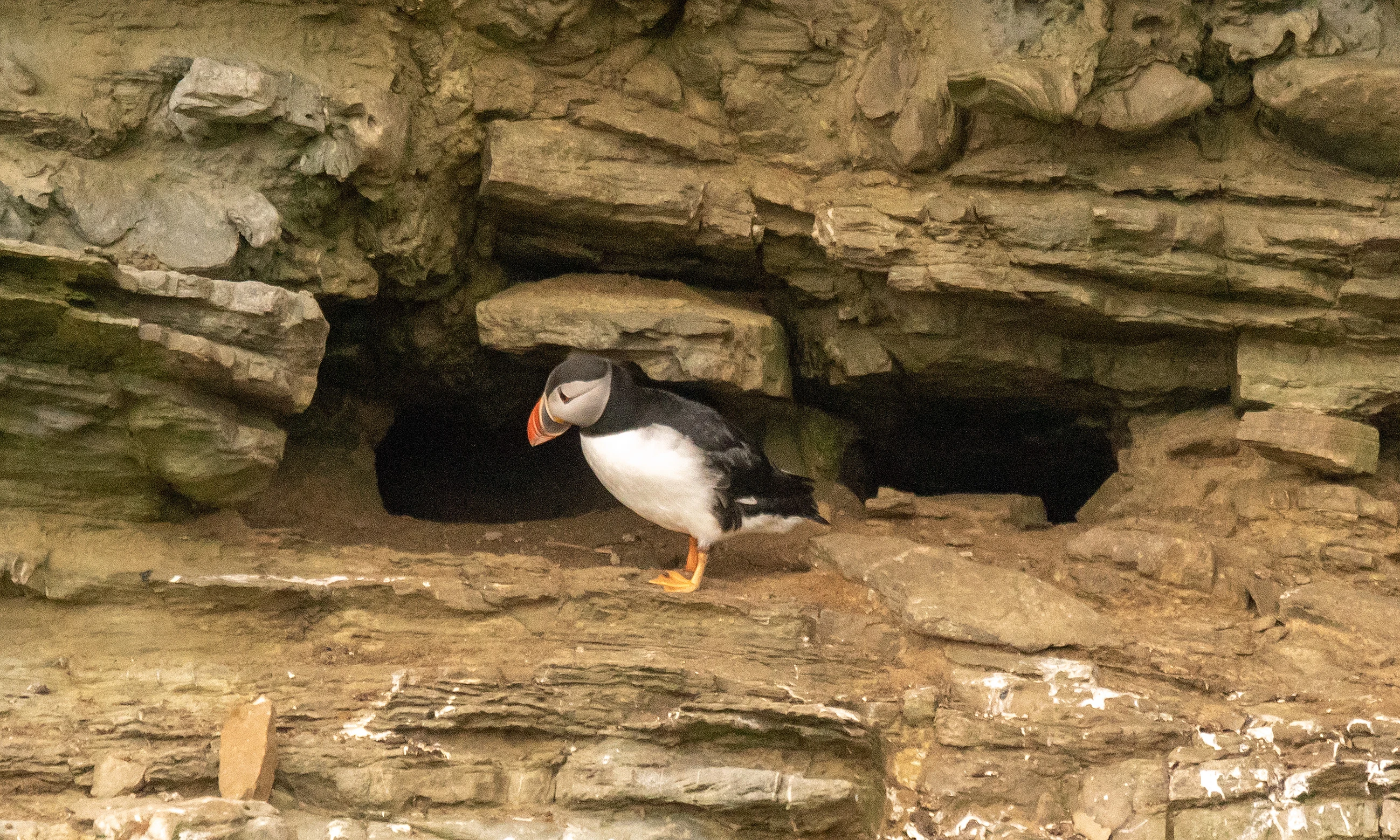 Atlantic Puffin, Westray, UK — photo by Jim Bennett