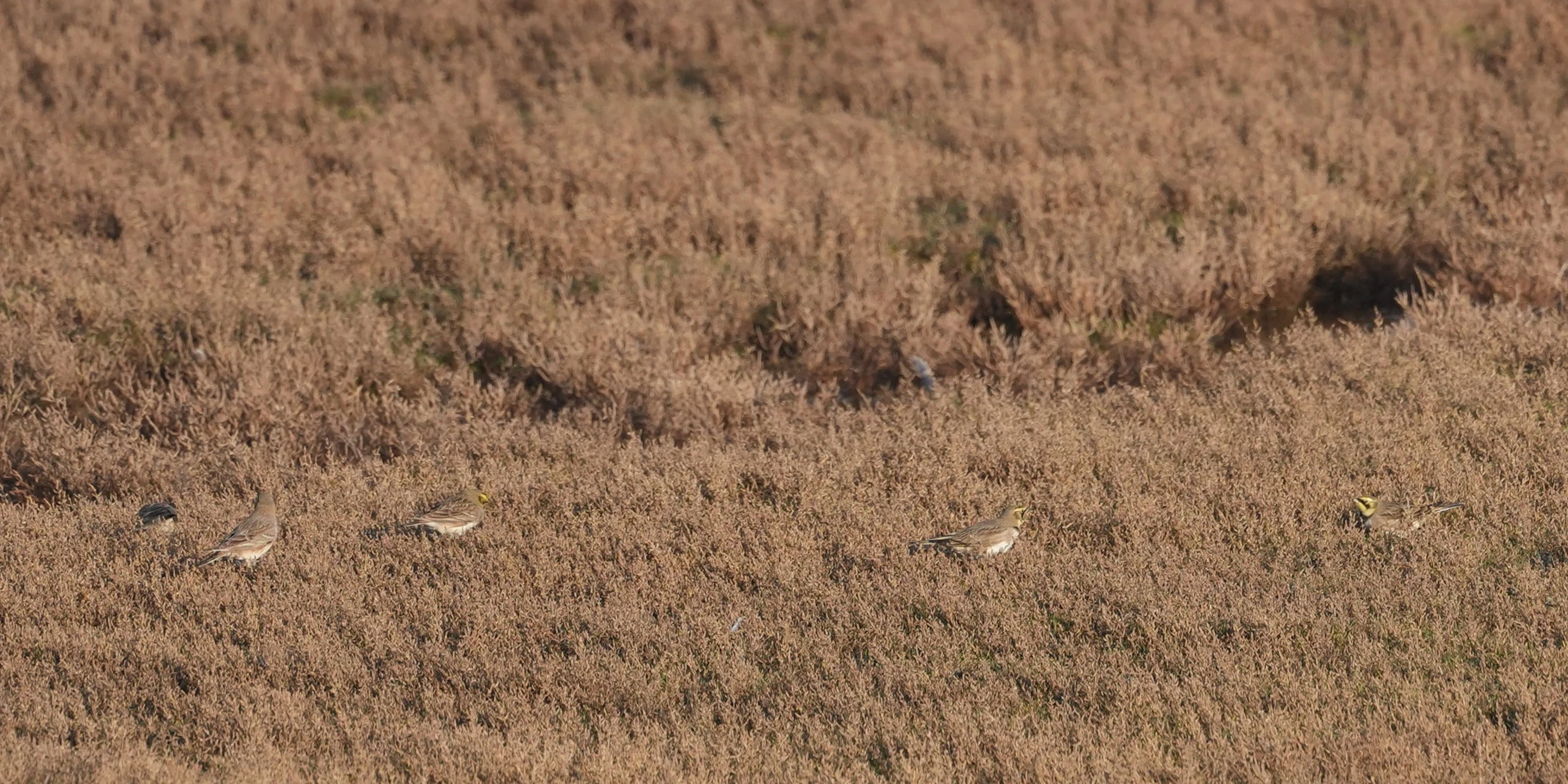 Shore Lark (Horned Lark), Weversinlaag, Schouwen-Duiveland, Netherlands — photo by Jim Bennett