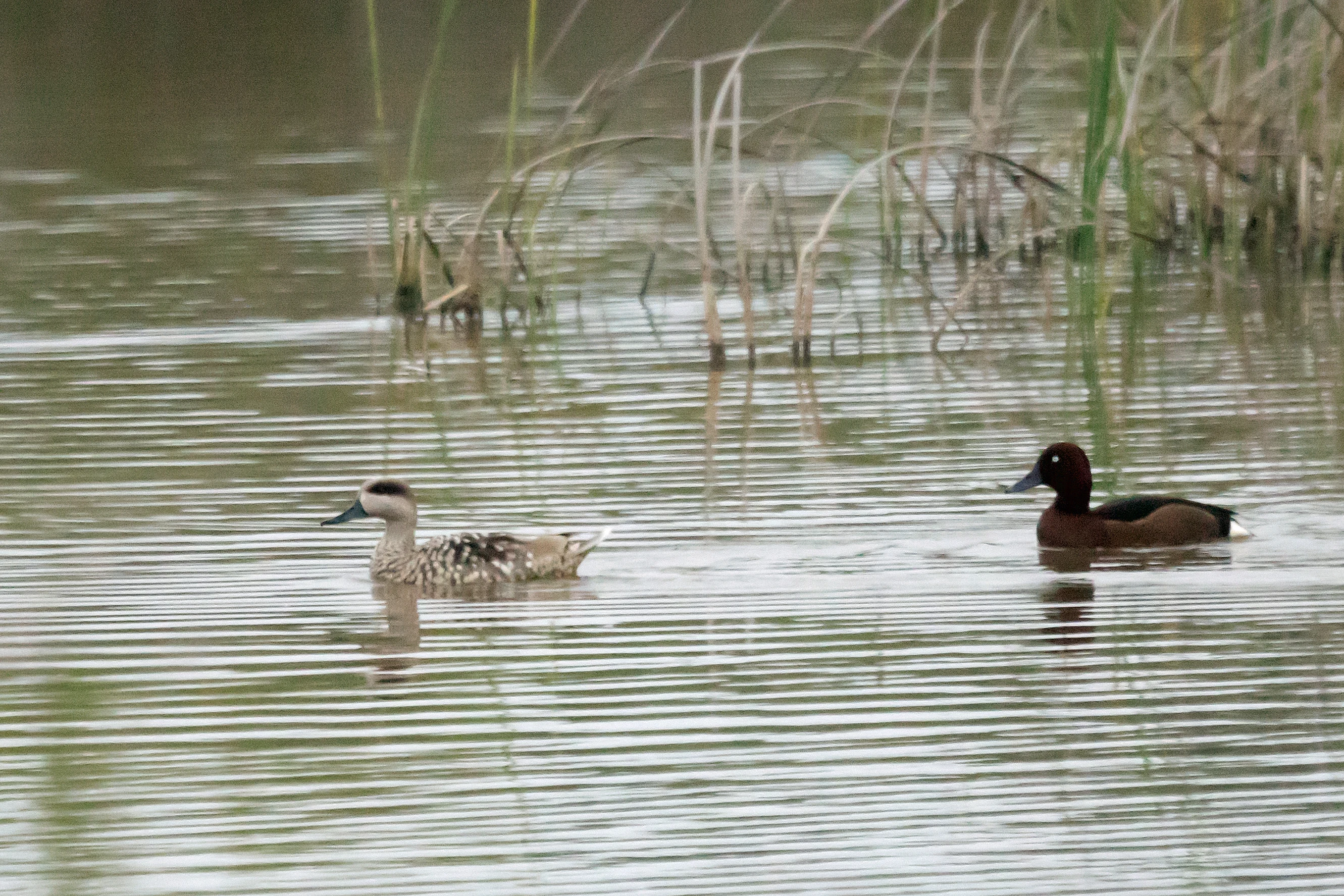Marbled Duck & Ferruginous Duck, Dehesa de Abajo, Coto Donana, Andalucia, Spain — photo by Jim Bennett
