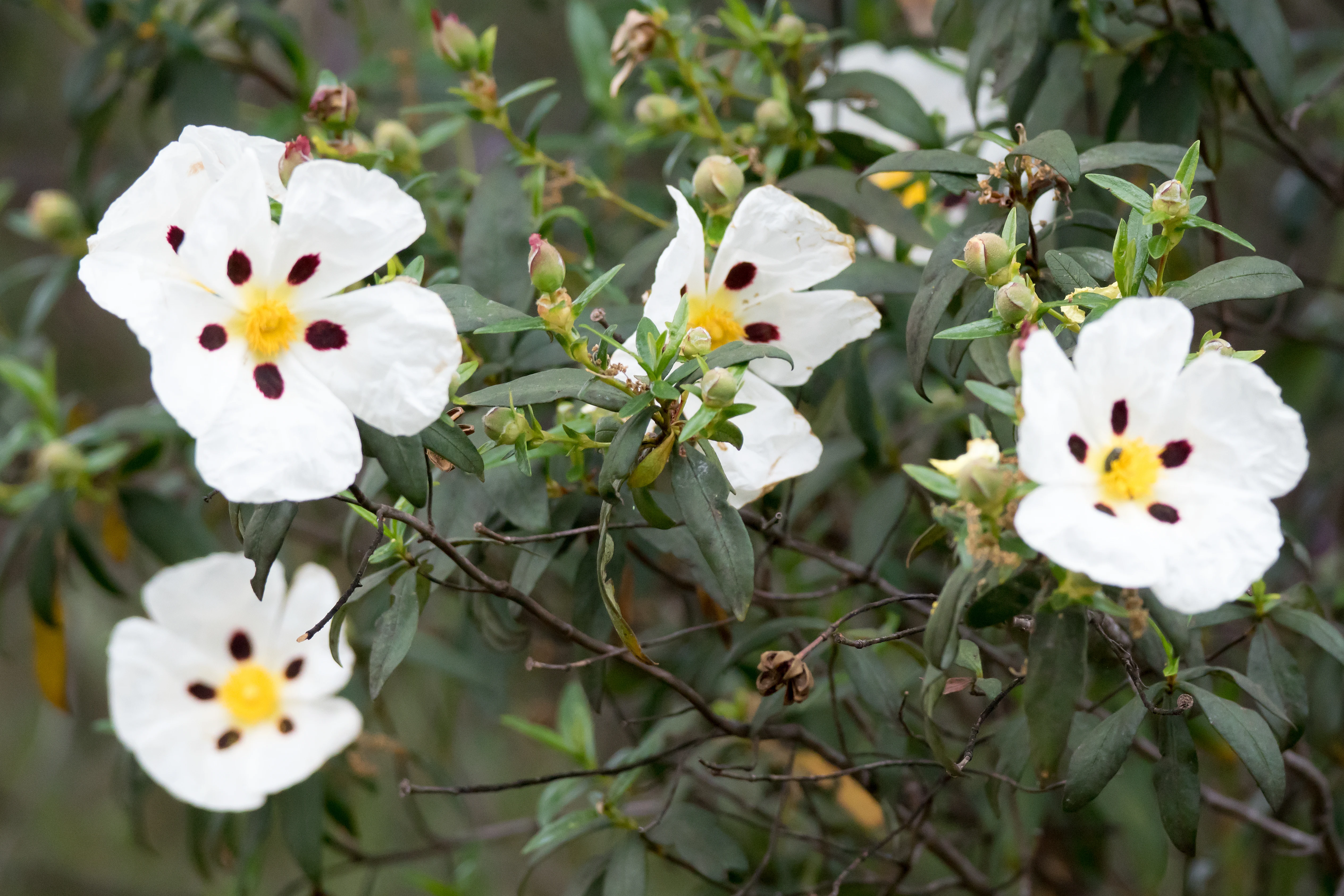 Cistus, Santa Olalla, Spain — photo by Jim Bennett
