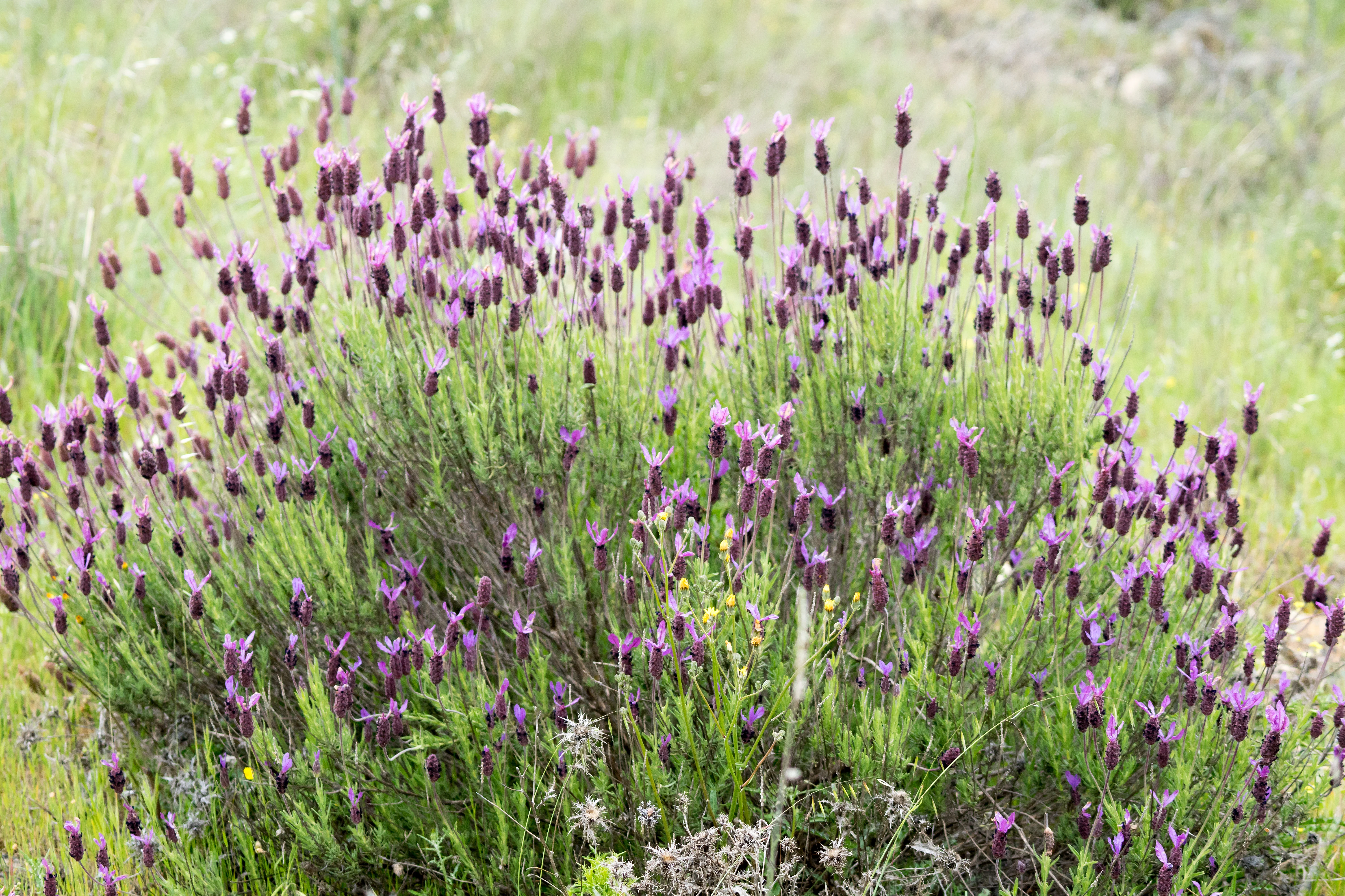 Lavender, Santa Olalla, Spain — photo by Jim Bennett