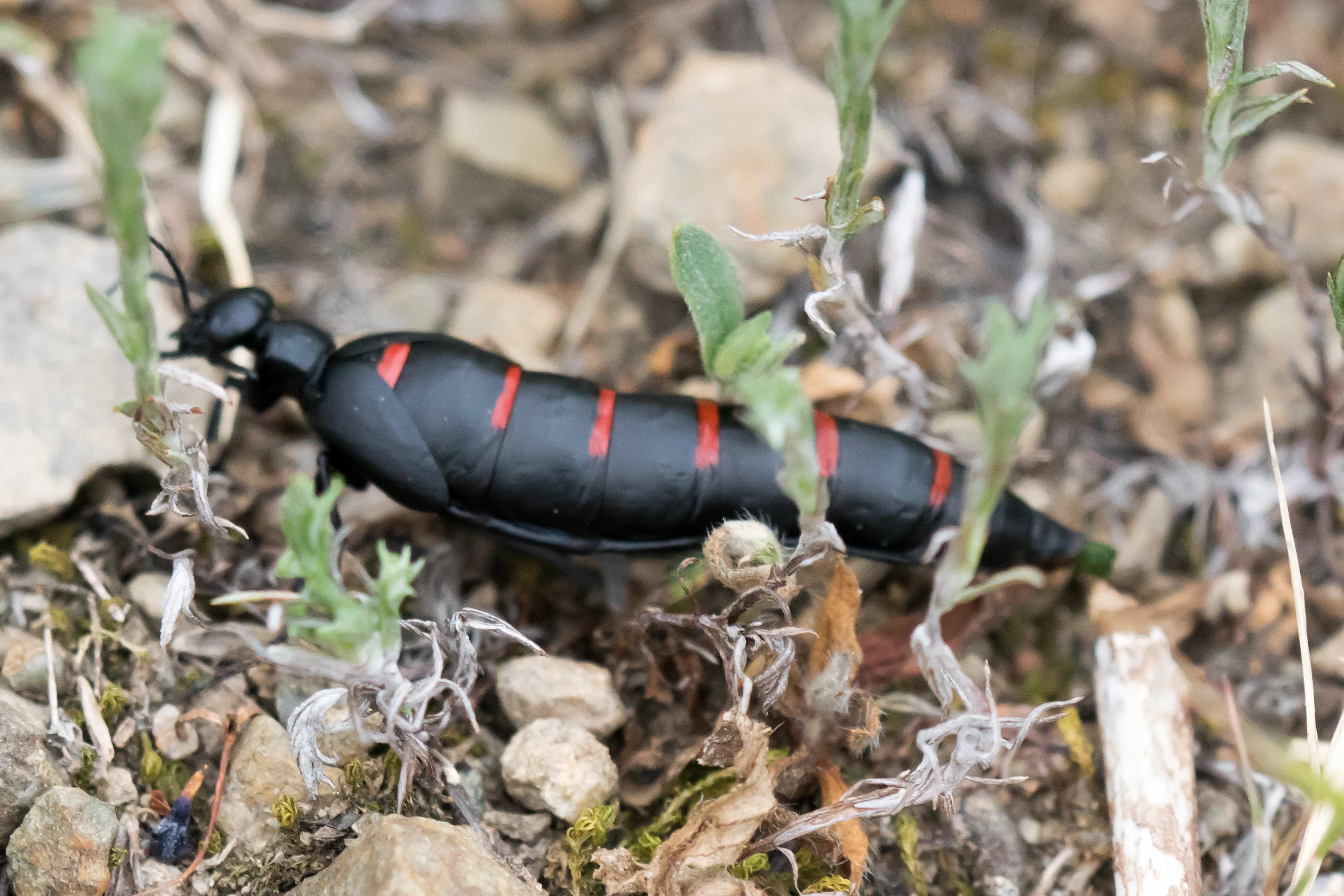 Oil Beetle, Santa Olalla, Spain — photo by Jim Bennett