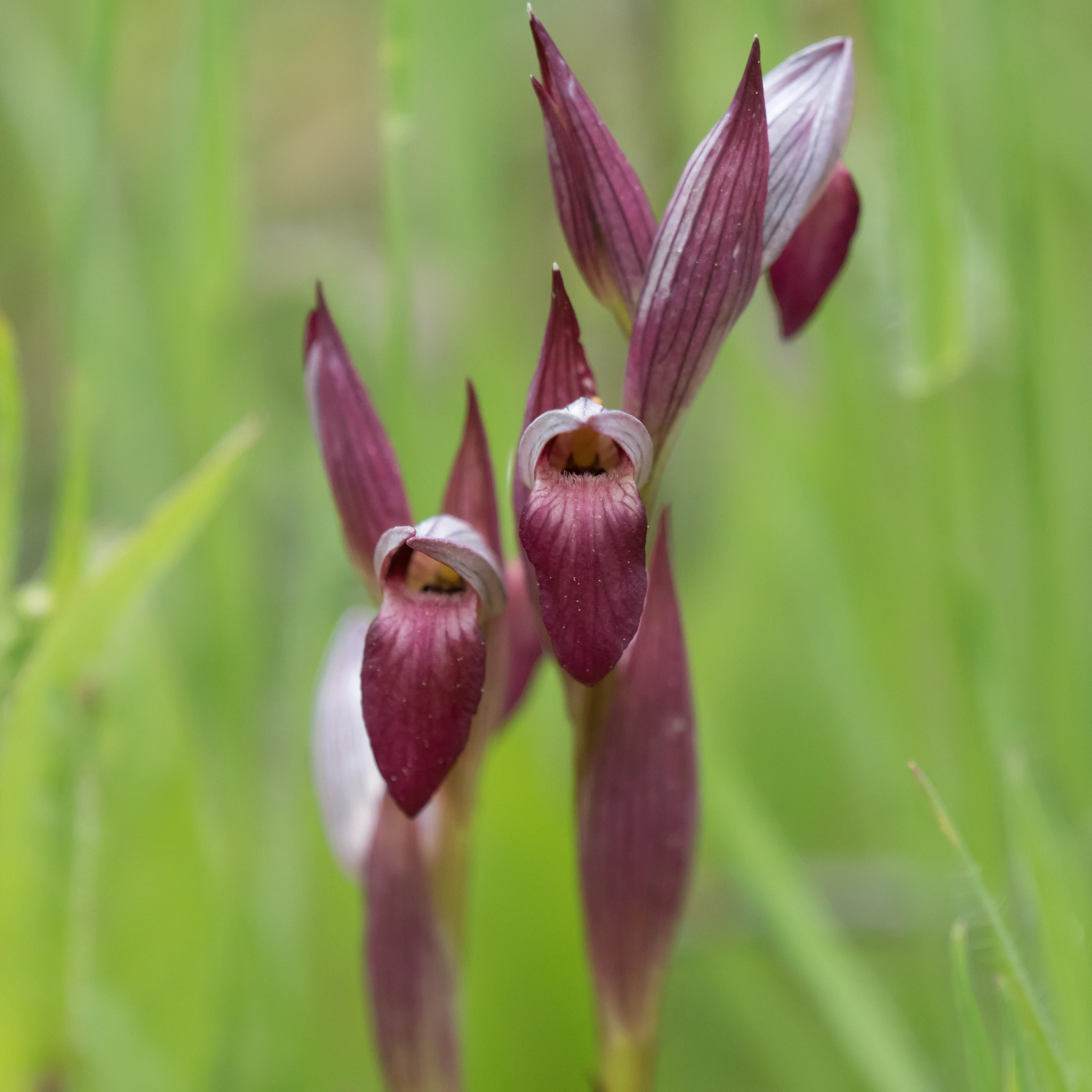Tongue Orchid, Santa Olalla, Spain — photo by Jim Bennett