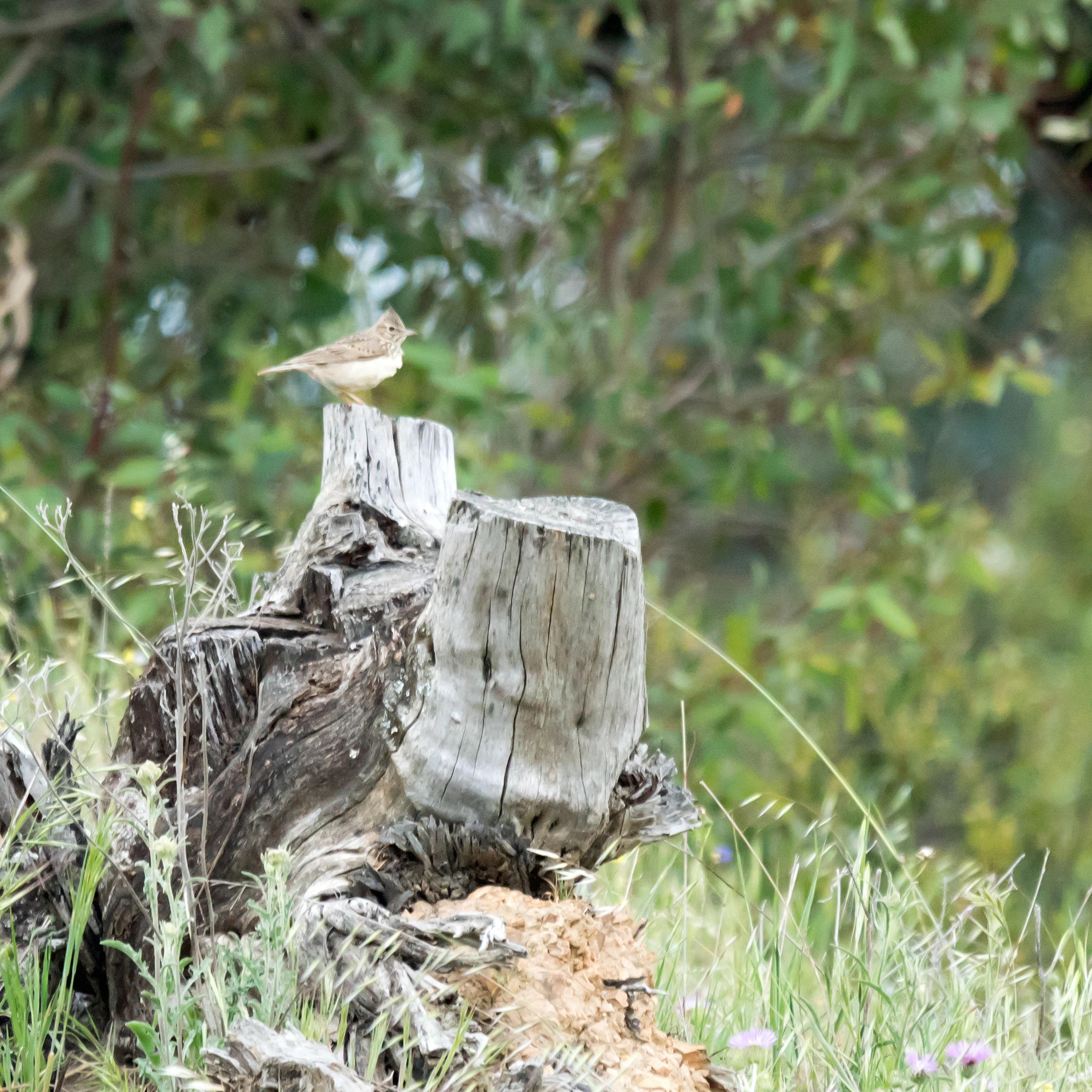 Thekla Lark, Santa Olalla, Spain — photo by Jim Bennett