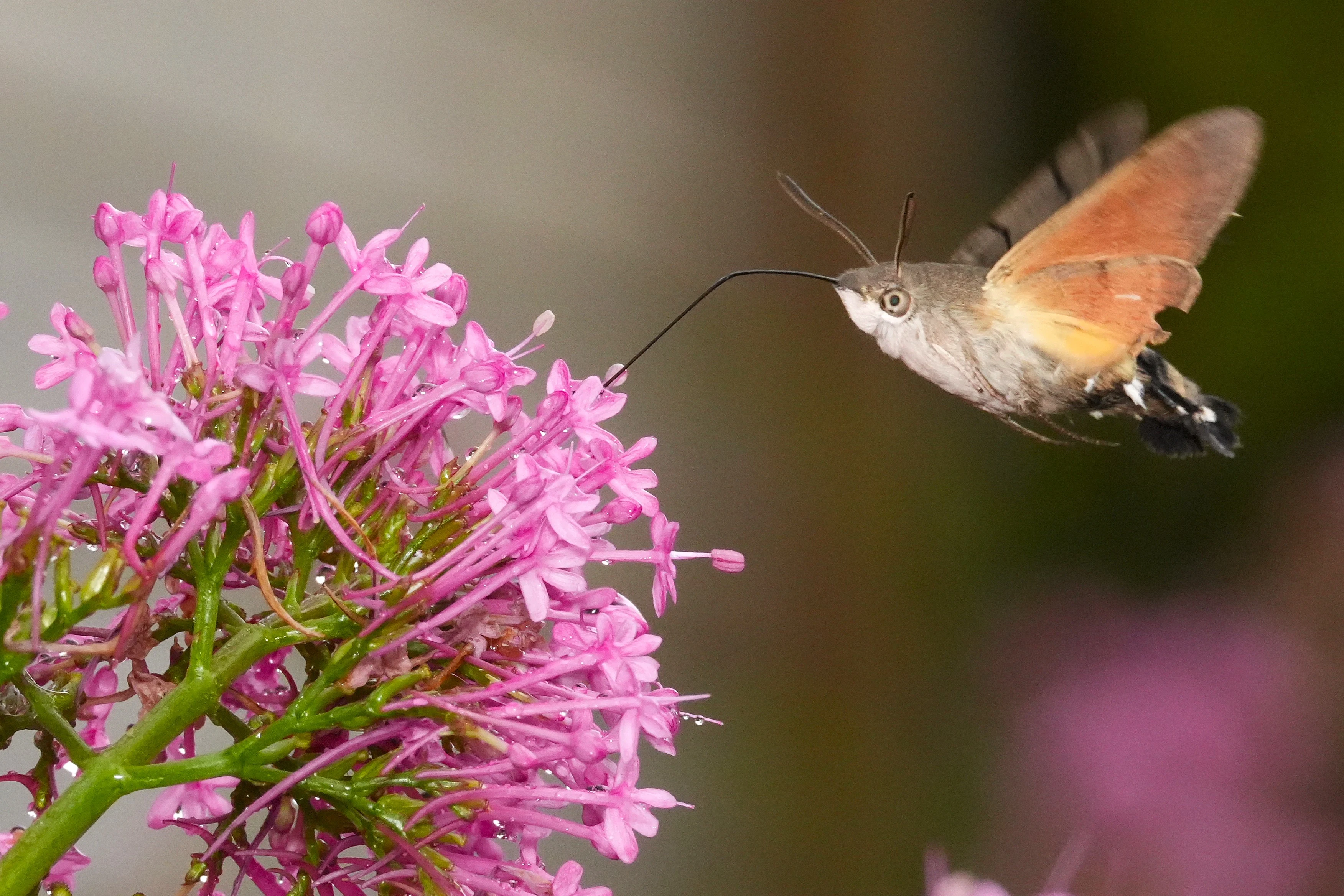 Hummingbird Hawk Moth, St Ives, Cornwall, UK — photo by Jim Bennett