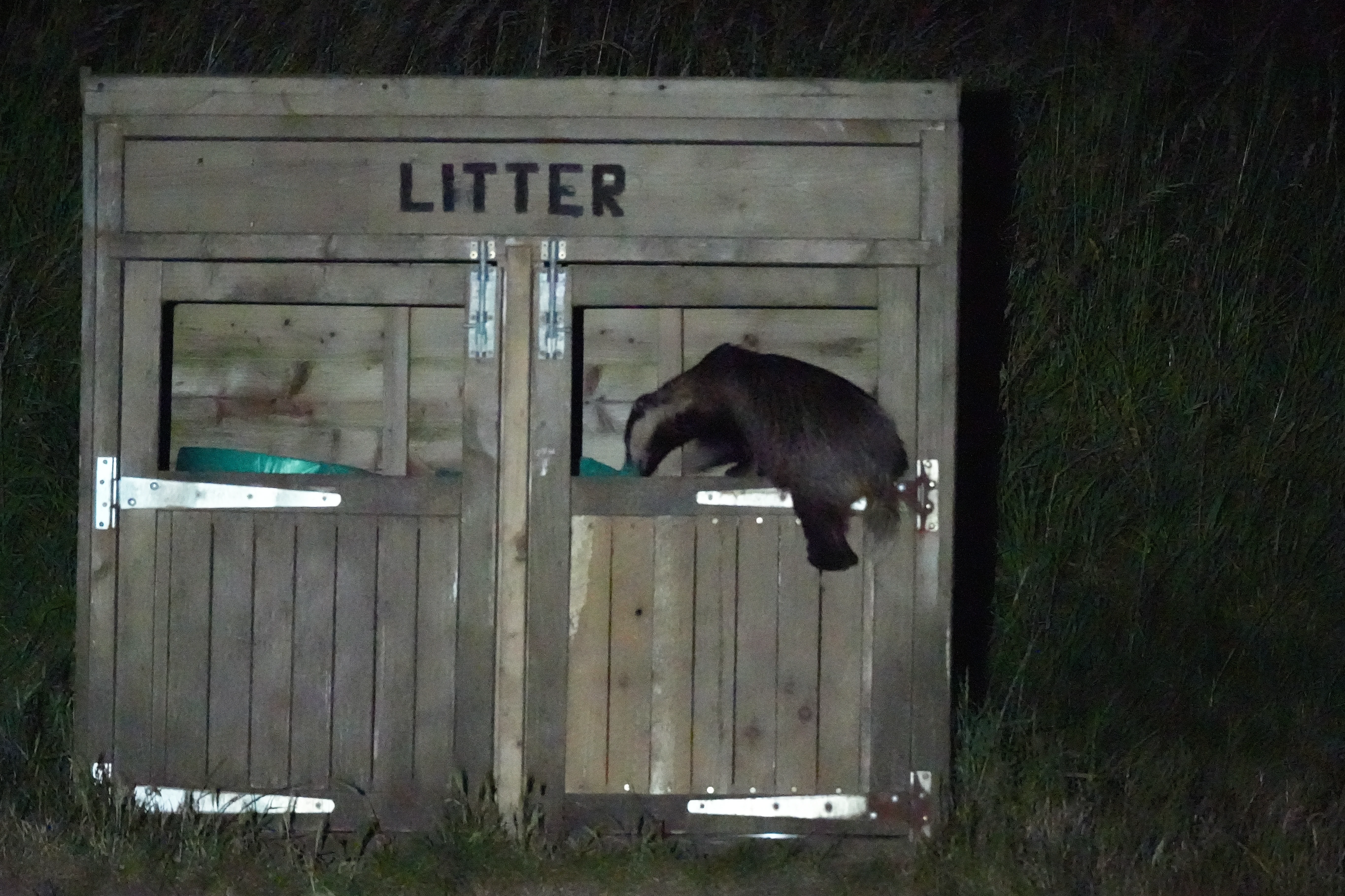 Badger behaving badly, Isle of Wight, UK — photo by Jim Bennett