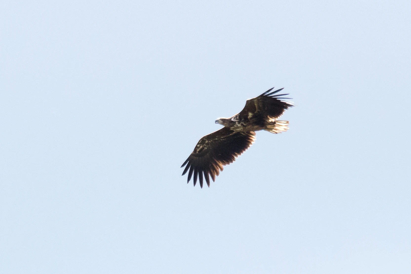 White-tailed Eagle, Siemieniakowszczyyzna, Poland — photo by Jim Bennett