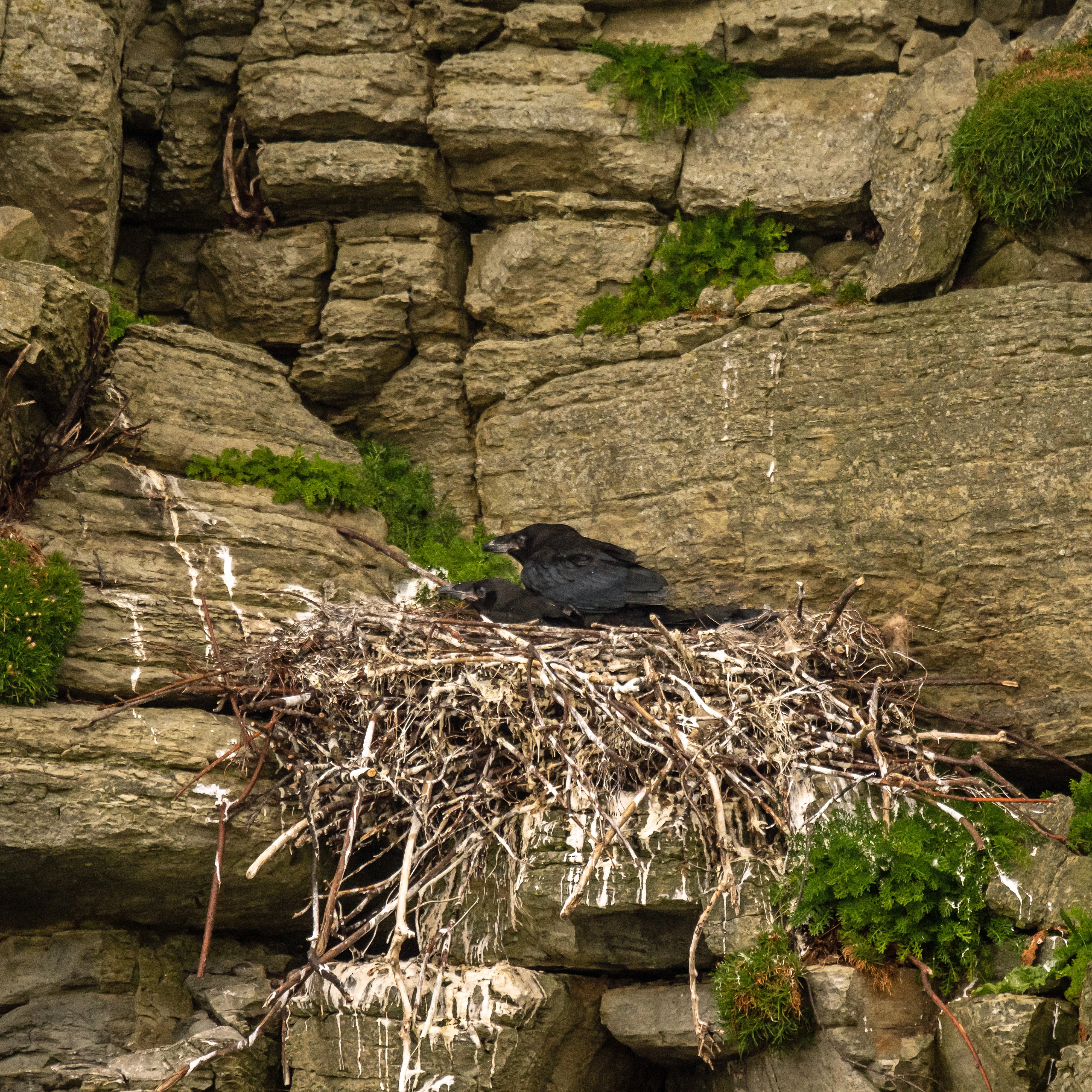 Raven's nest with chicks, Westray, UK — photo by Jim Bennett