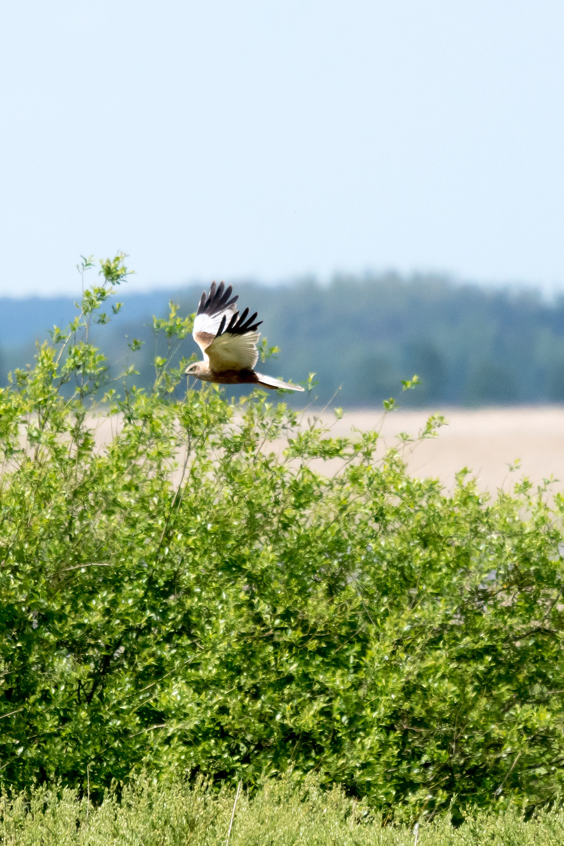 Marsh Harrier, Siemieniakowszczyyzna, Poland — photo by Jim Bennett