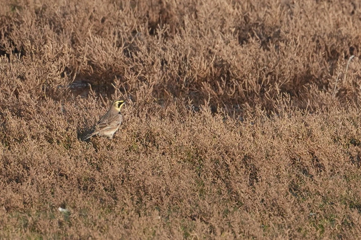 Shore Lark (Horned Lark), Weversinlaag, Schouwen-Duiveland, Netherlands — photo by Jim Bennett