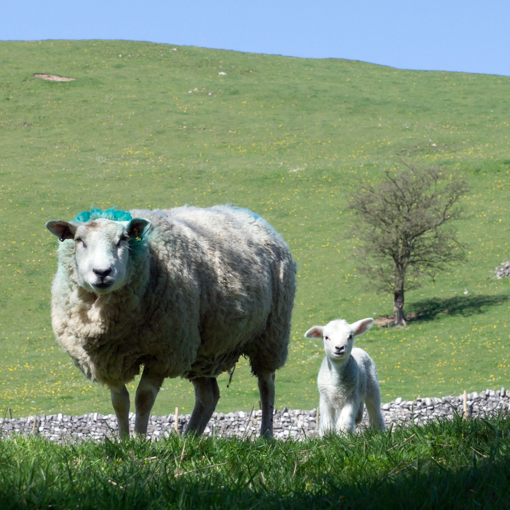 Sheep, Dovedale, Derbyshire, UK — photo by Jim Bennett