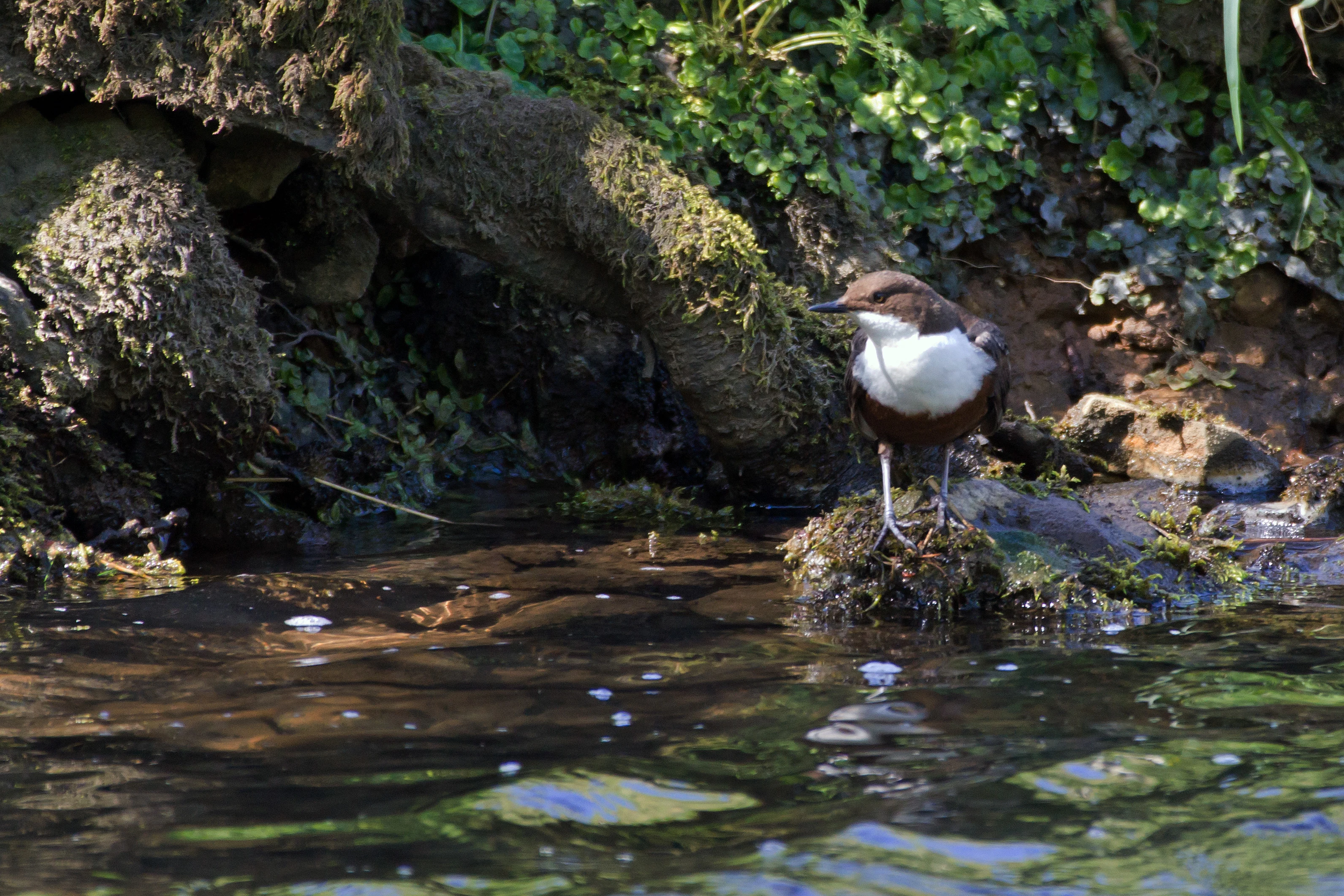 Dipper, Dovedale, Derbyshire, UK — photo by Jim Bennett